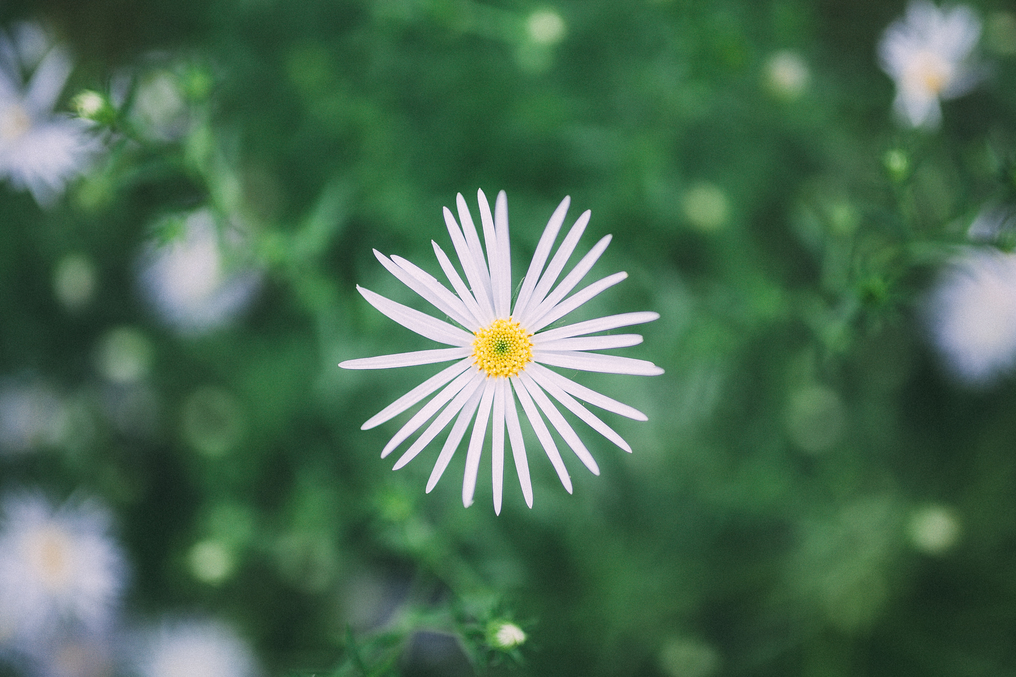 Sigma 35mm F1.4 DG HSM Art sample photo. Daisy photography