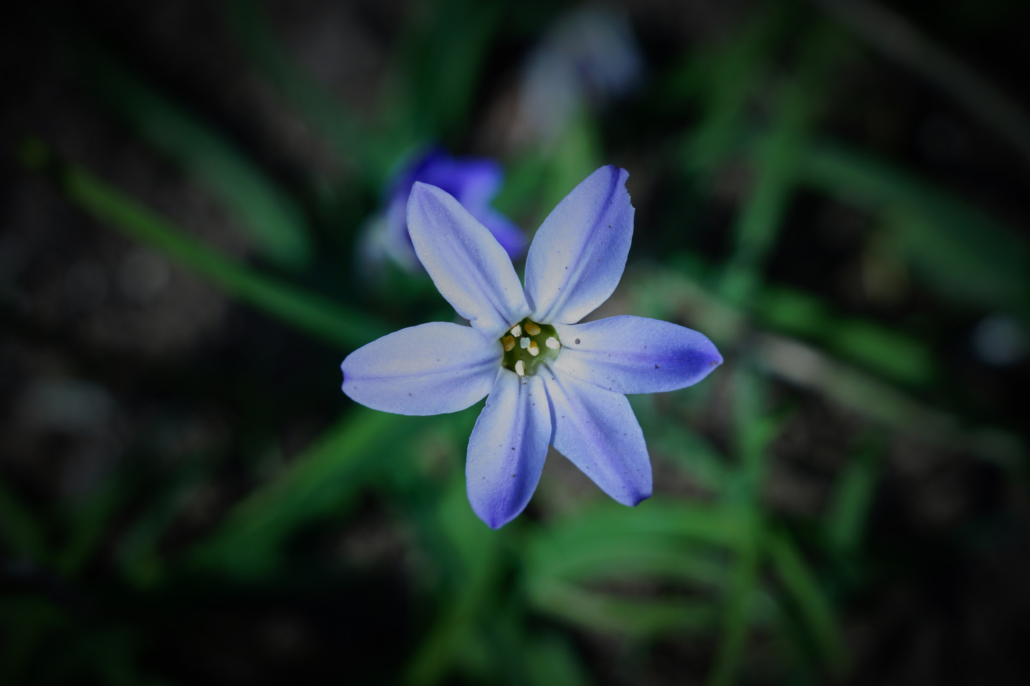 Sony FE 70-300mm F4.5-5.6 G OSS sample photo. Pretty little flower photography
