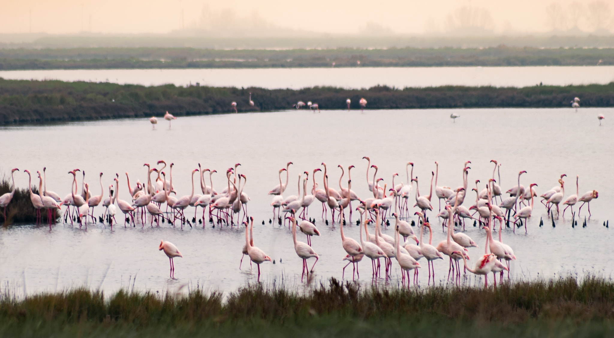 Nikon D60 sample photo. Flamingos photography