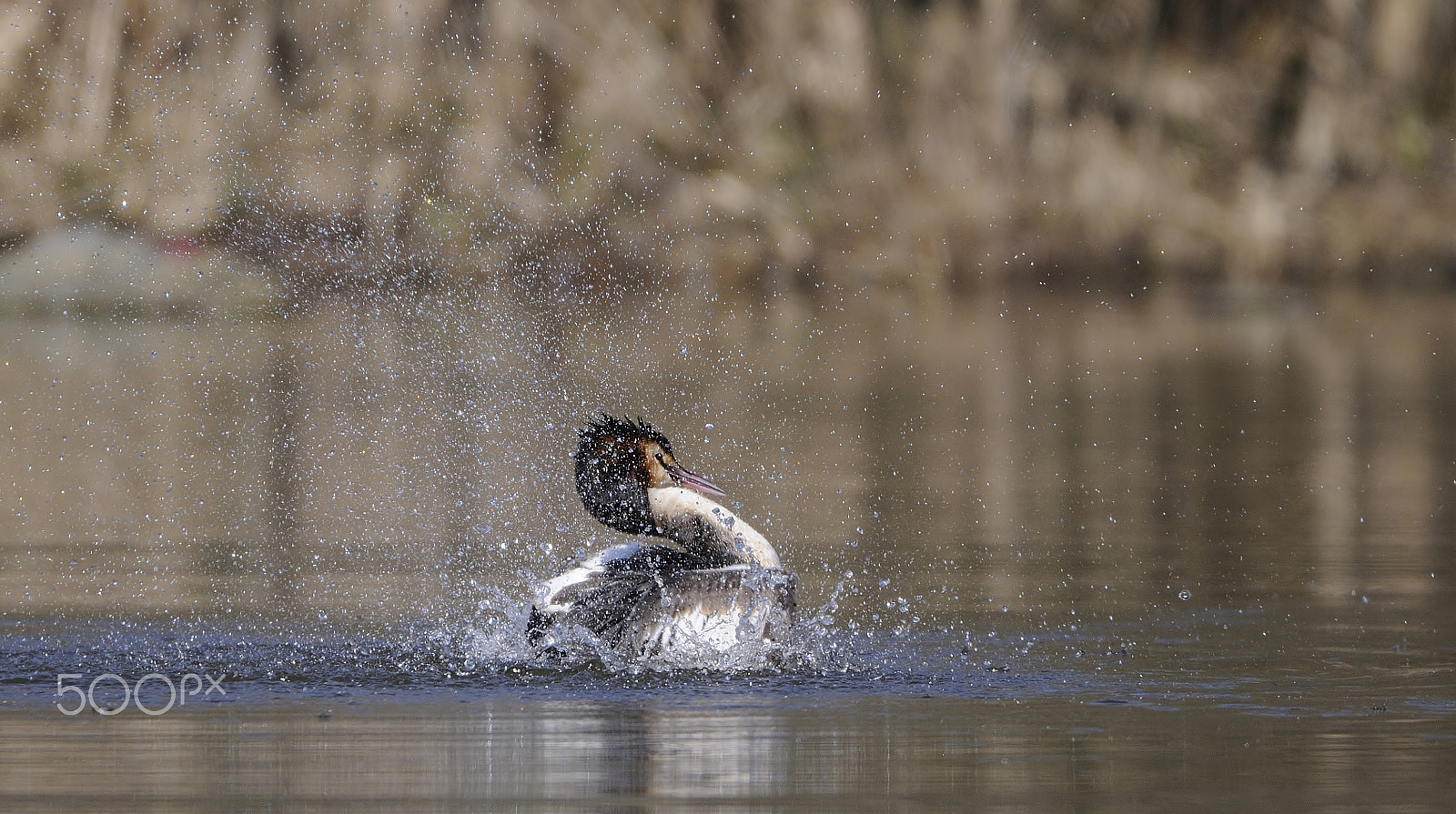 Nikon D300S sample photo. Great crested grebe photography
