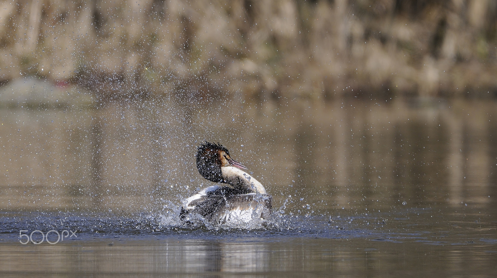 Sigma 150-600mm F5-6.3 DG OS HSM | C sample photo. Great crested grebe photography