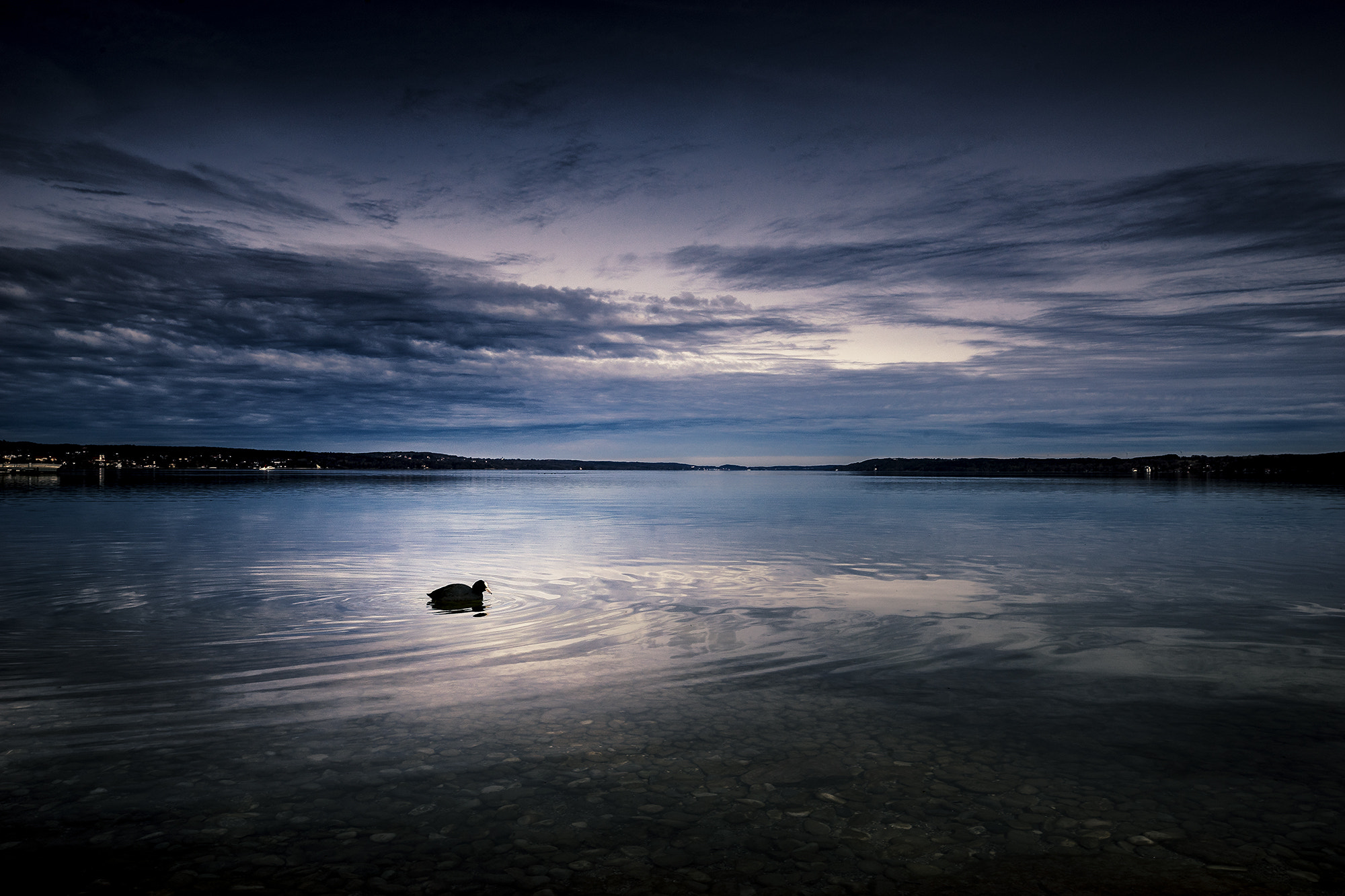 Sony a7 + Sony DT 50mm F1.8 SAM sample photo. Lonely duck photography