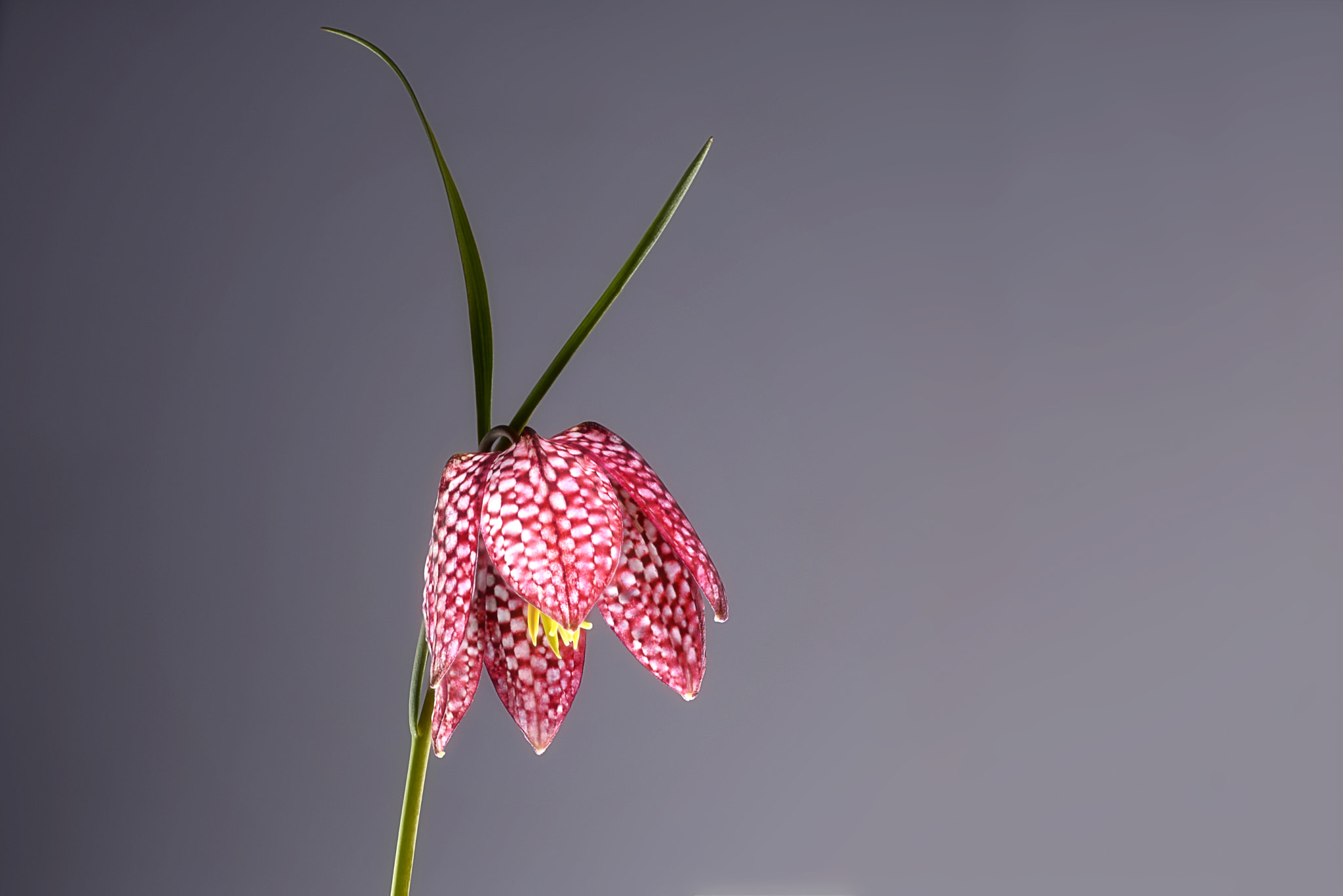 Tokina AT-X Pro 100mm F2.8 Macro sample photo. To be listening photography
