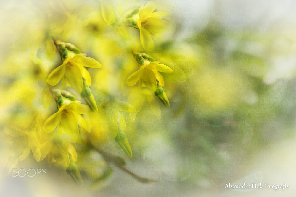 Nikon AF-S Micro-Nikkor 105mm F2.8G IF-ED VR sample photo. Spring photography