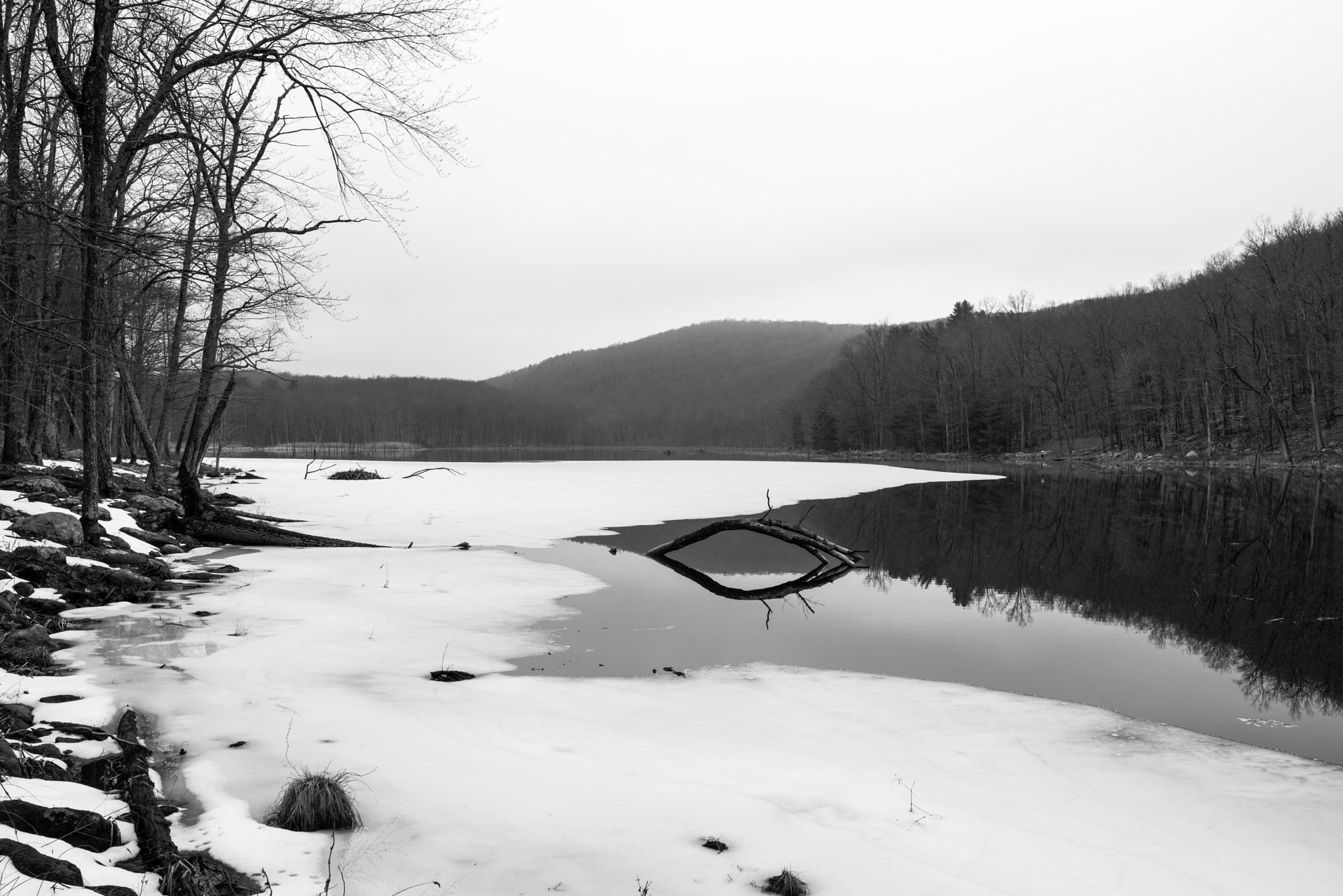 Pentax K-1 + Sigma 35mm F1.4 DG HSM Art sample photo. Arched tree, bennett's pond photography