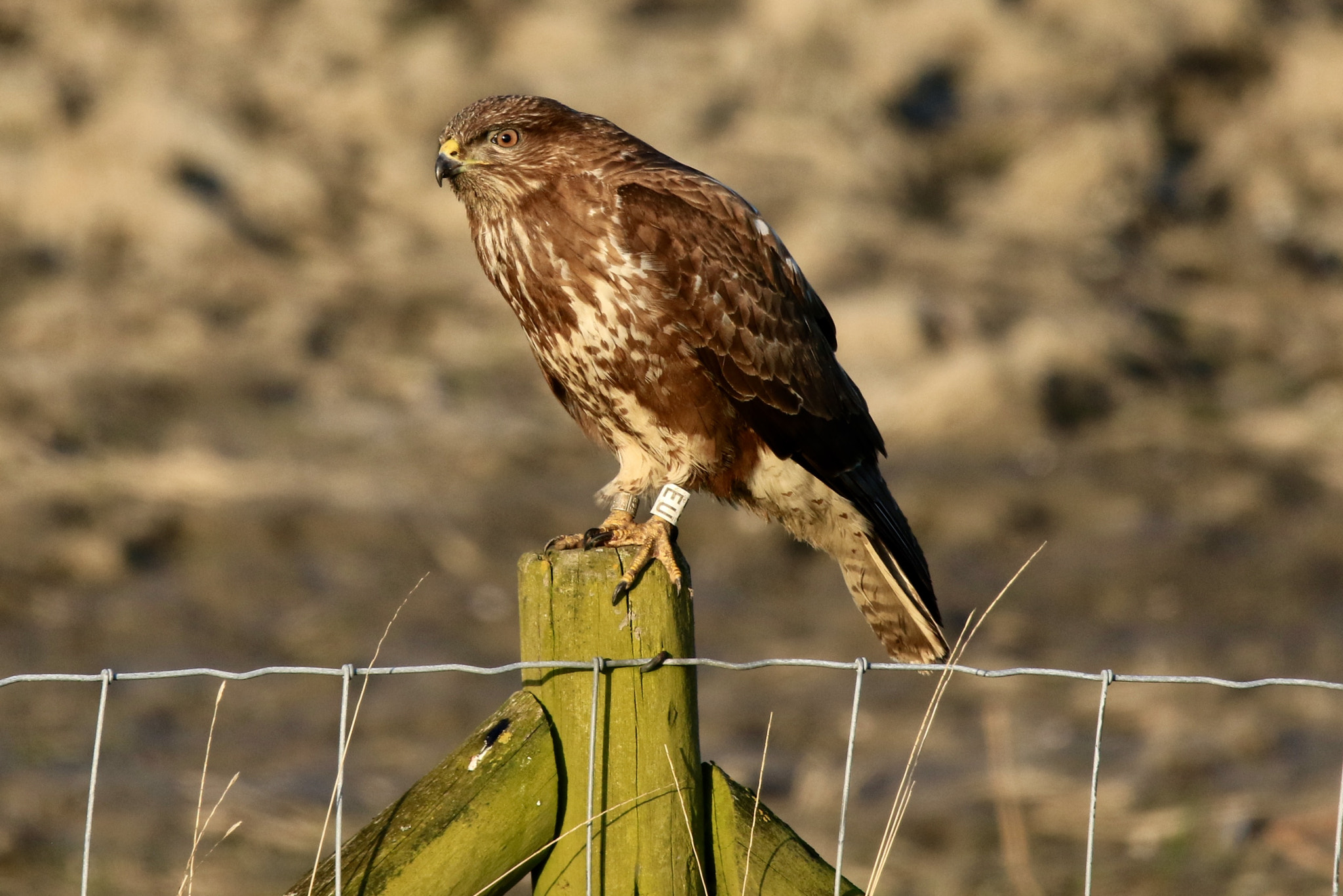 Sigma 150mm f/2.8 EX DG OS HSM APO Macro sample photo. Buzzard,along the seawall westhoek wadden sea. photography