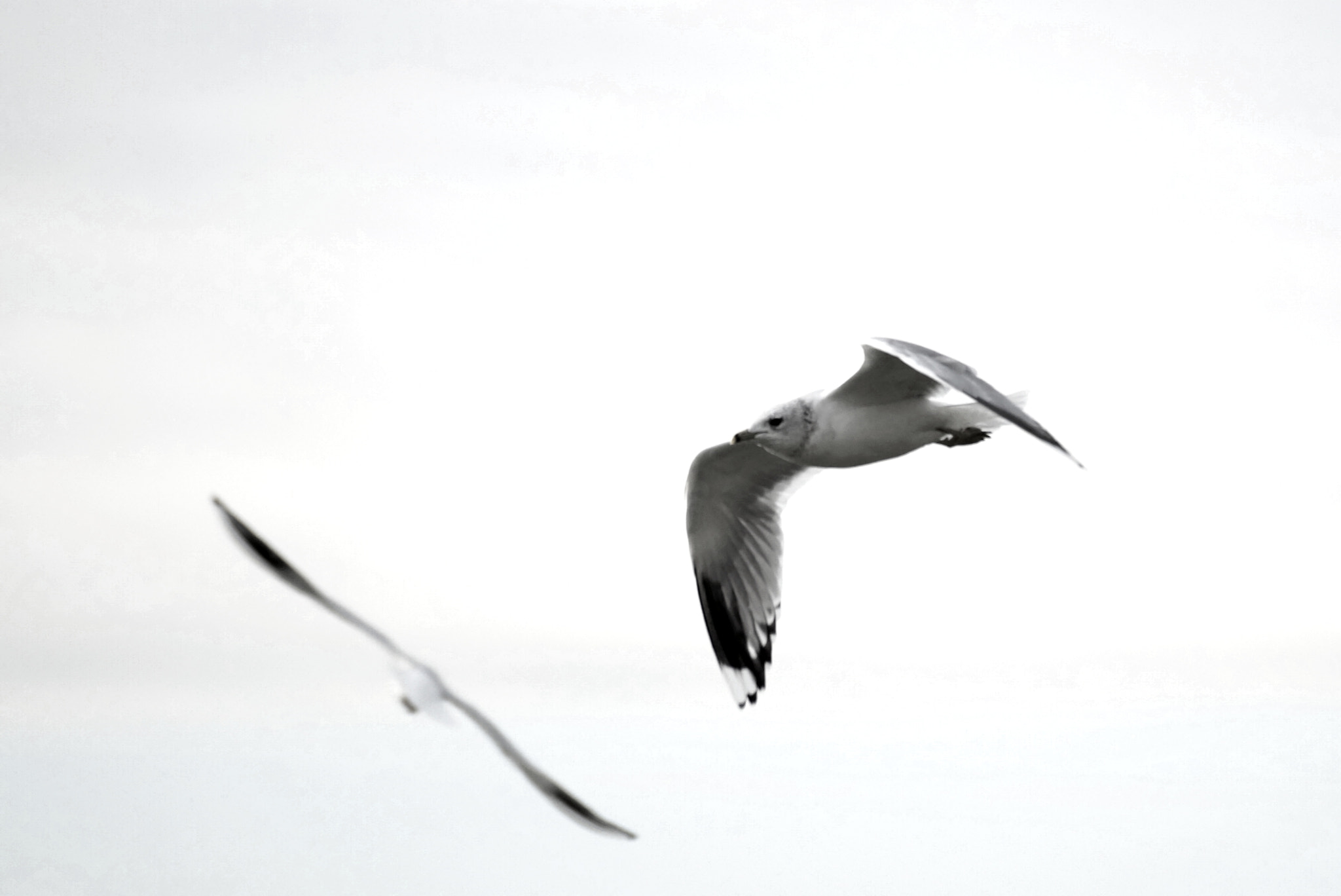 Sony DT 55-300mm F4.5-5.6 SAM sample photo