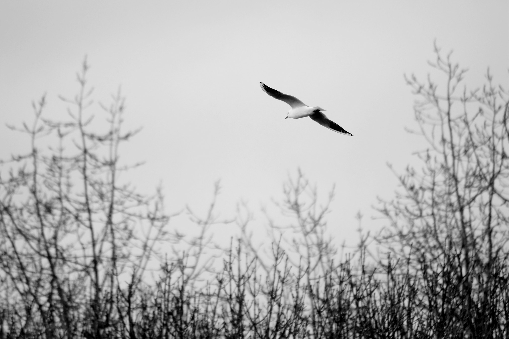 Sony DT 55-300mm F4.5-5.6 SAM sample photo