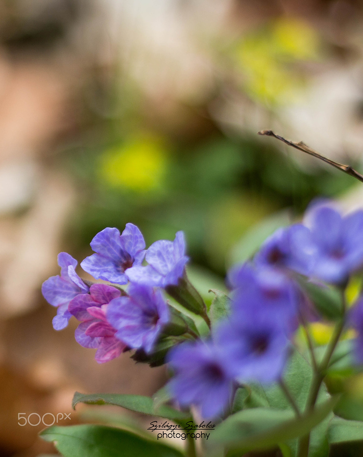 Canon EOS M + Canon EF 50mm F1.8 STM sample photo