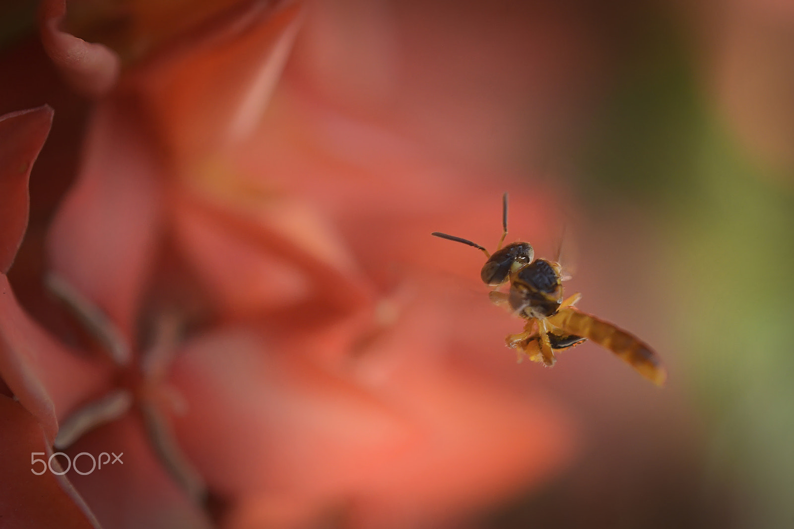 Nikon AF-S Micro-Nikkor 60mm F2.8G ED sample photo. Someone is coming photography