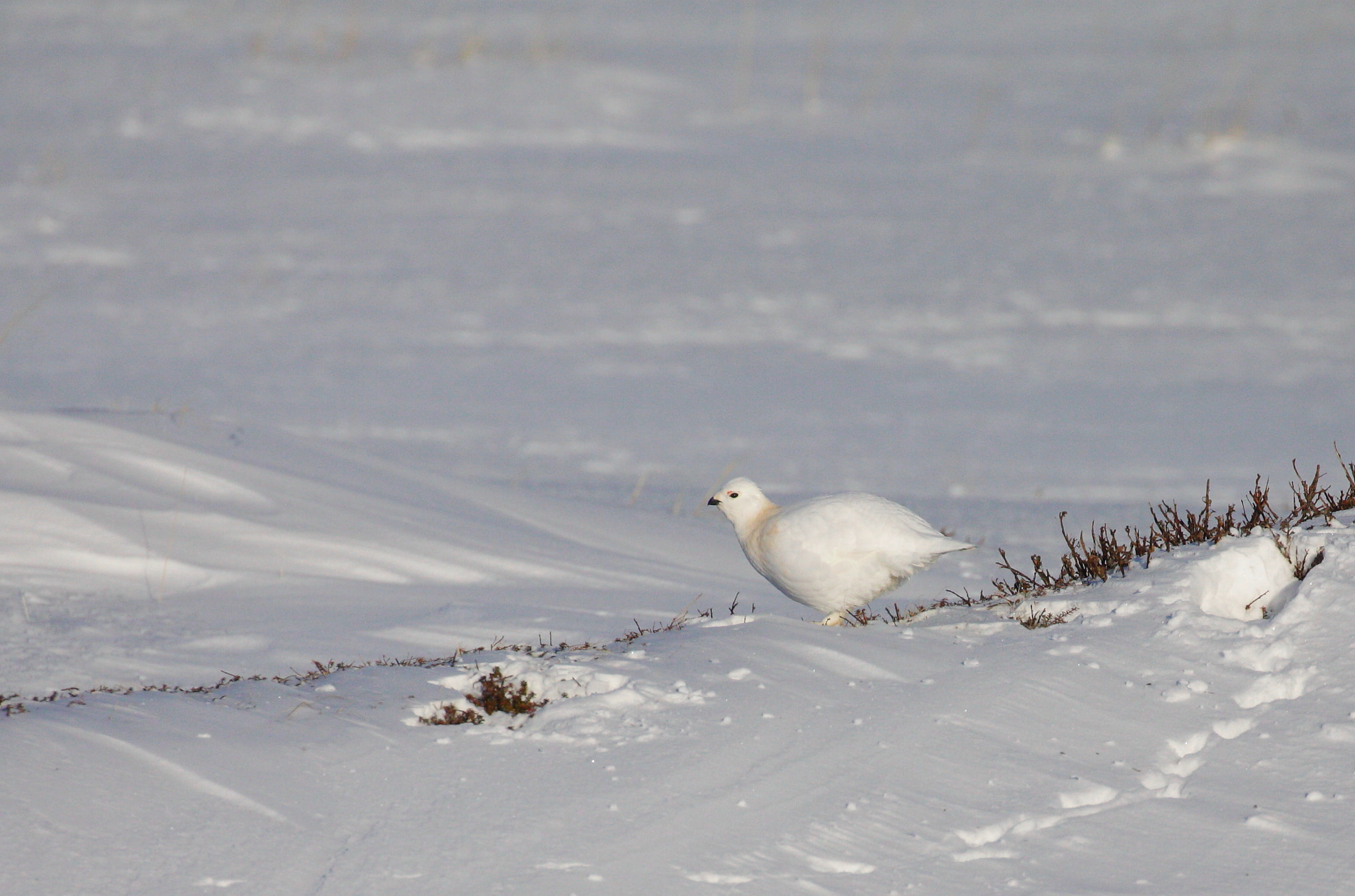 Canon EOS 50D + Canon EF 100-400mm F4.5-5.6L IS II USM sample photo. Willow grouse photography