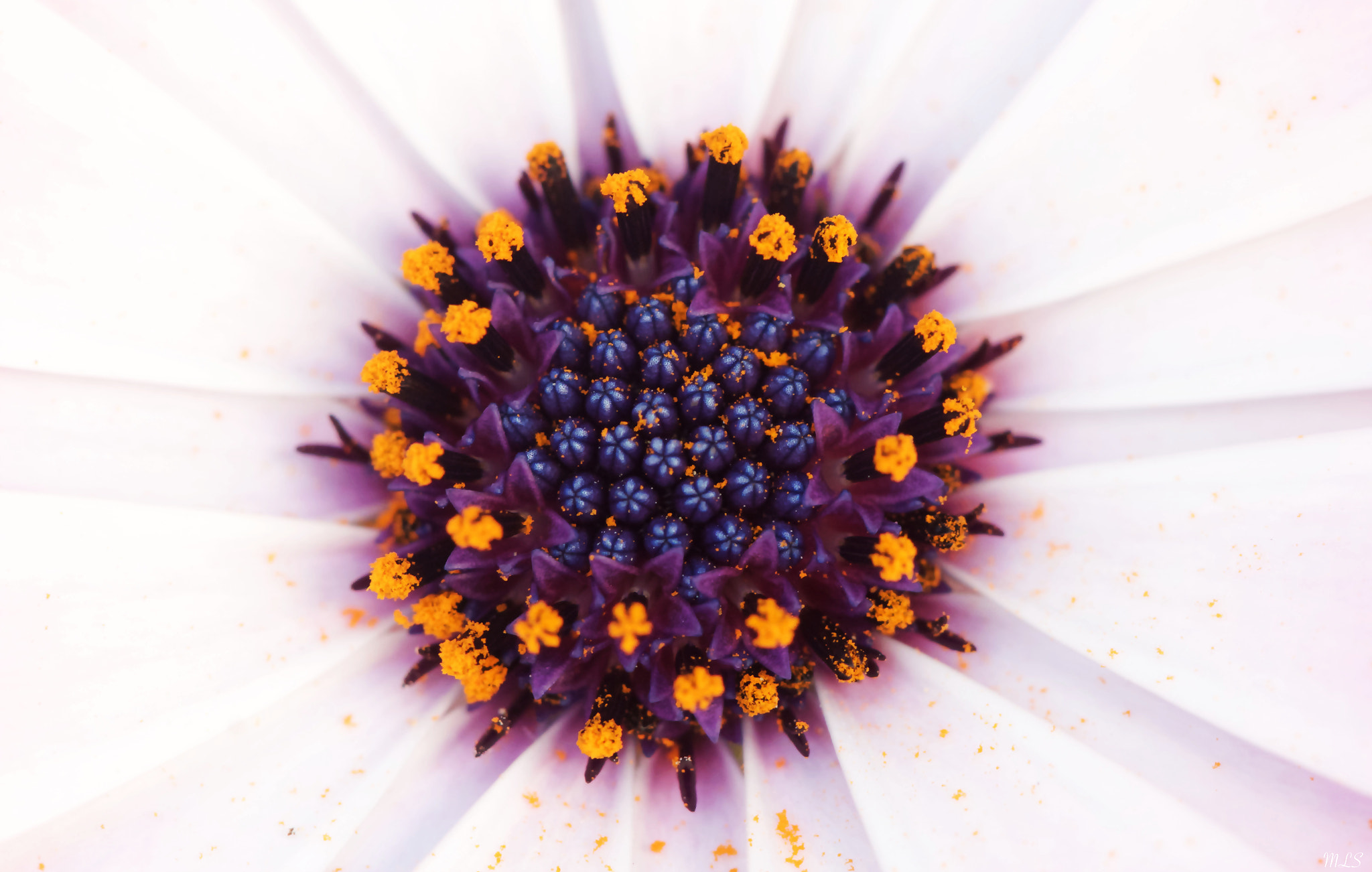 Canon EF 100mm F2.8 Macro USM sample photo. Penta photography