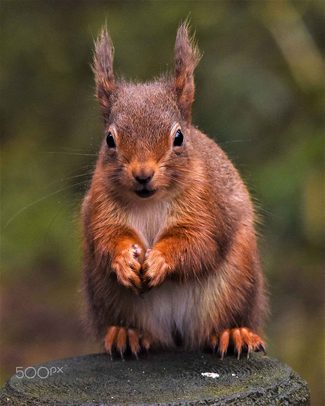 Sigma 150-500mm F5-6.3 DG OS HSM sample photo. Red squirrel photography