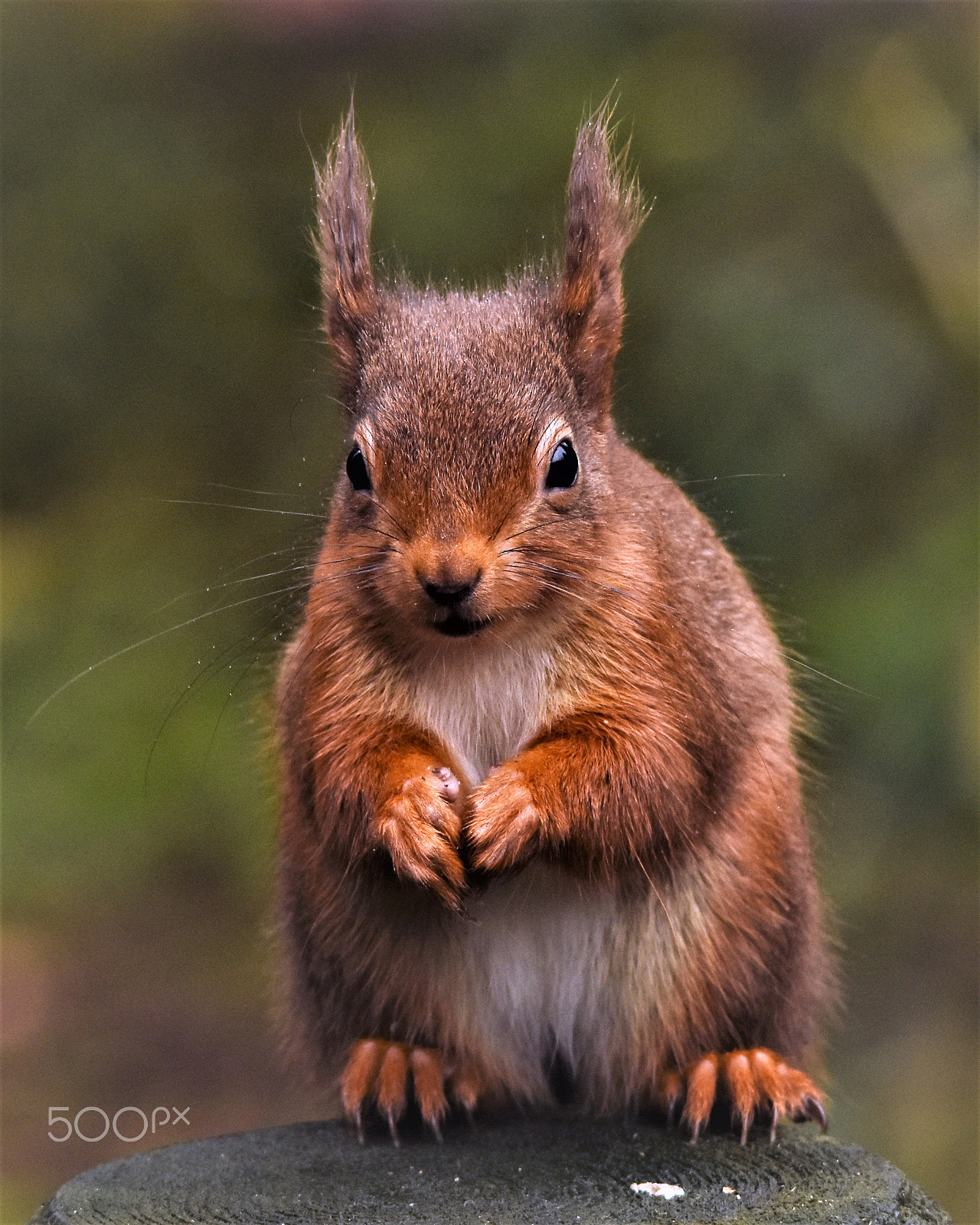 Sigma 150-500mm F5-6.3 DG OS HSM sample photo. Red squirrel photography