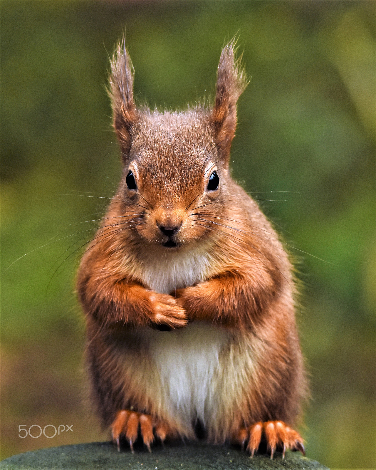 Sigma 150-500mm F5-6.3 DG OS HSM sample photo. Red squirrel photography