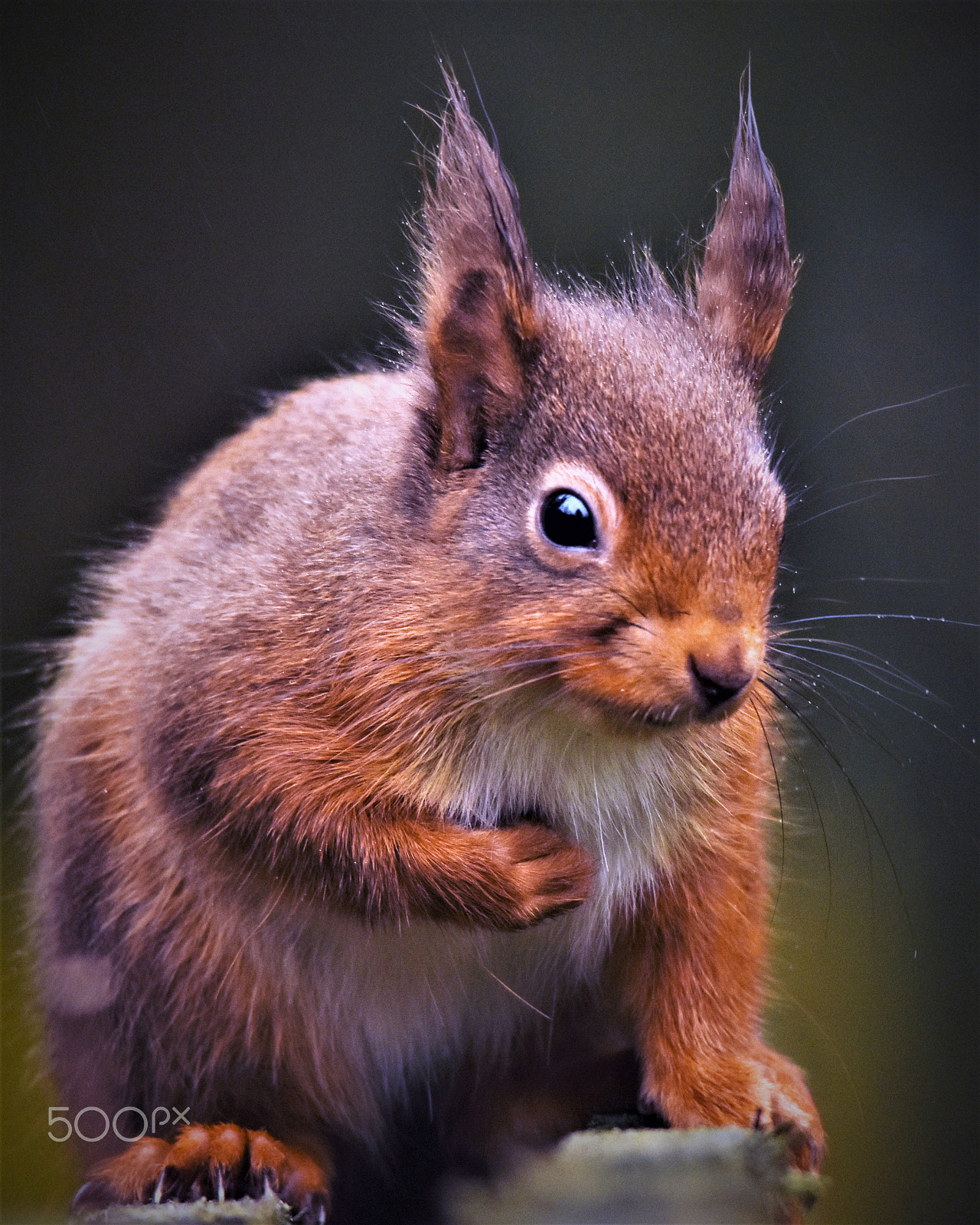 Sigma 150-500mm F5-6.3 DG OS HSM sample photo. Red squirrel photography