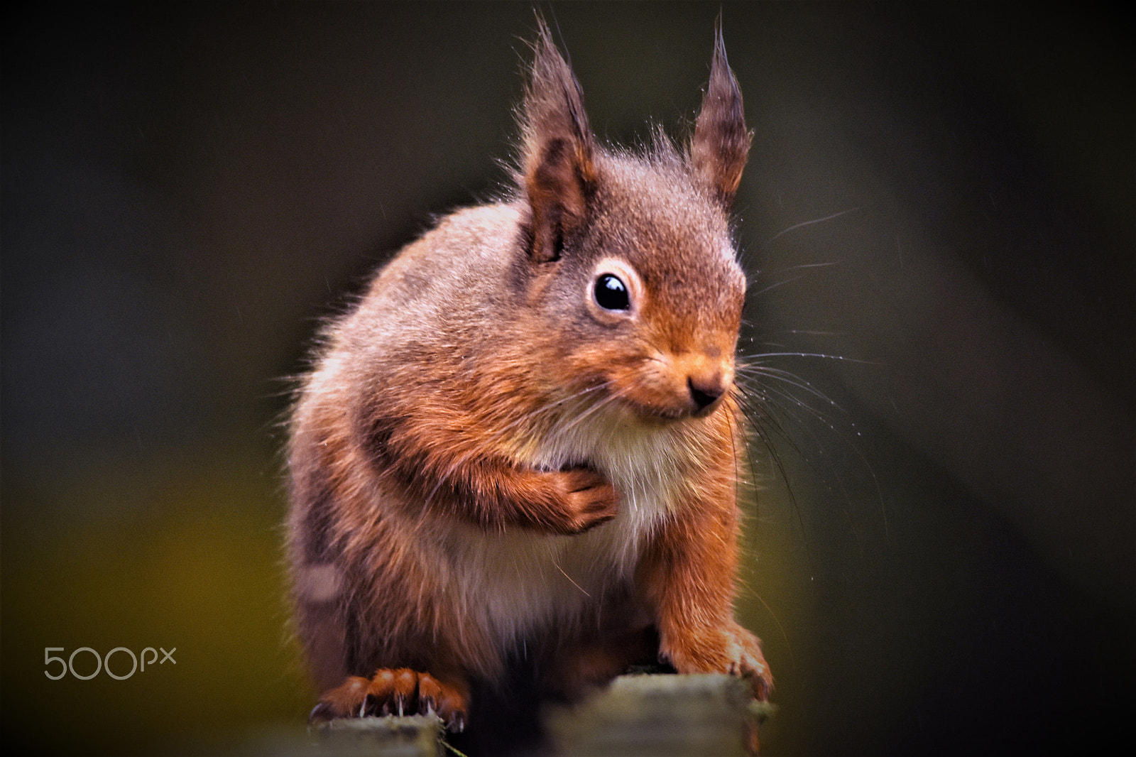 Sigma 150-500mm F5-6.3 DG OS HSM sample photo. Red squirrel photography