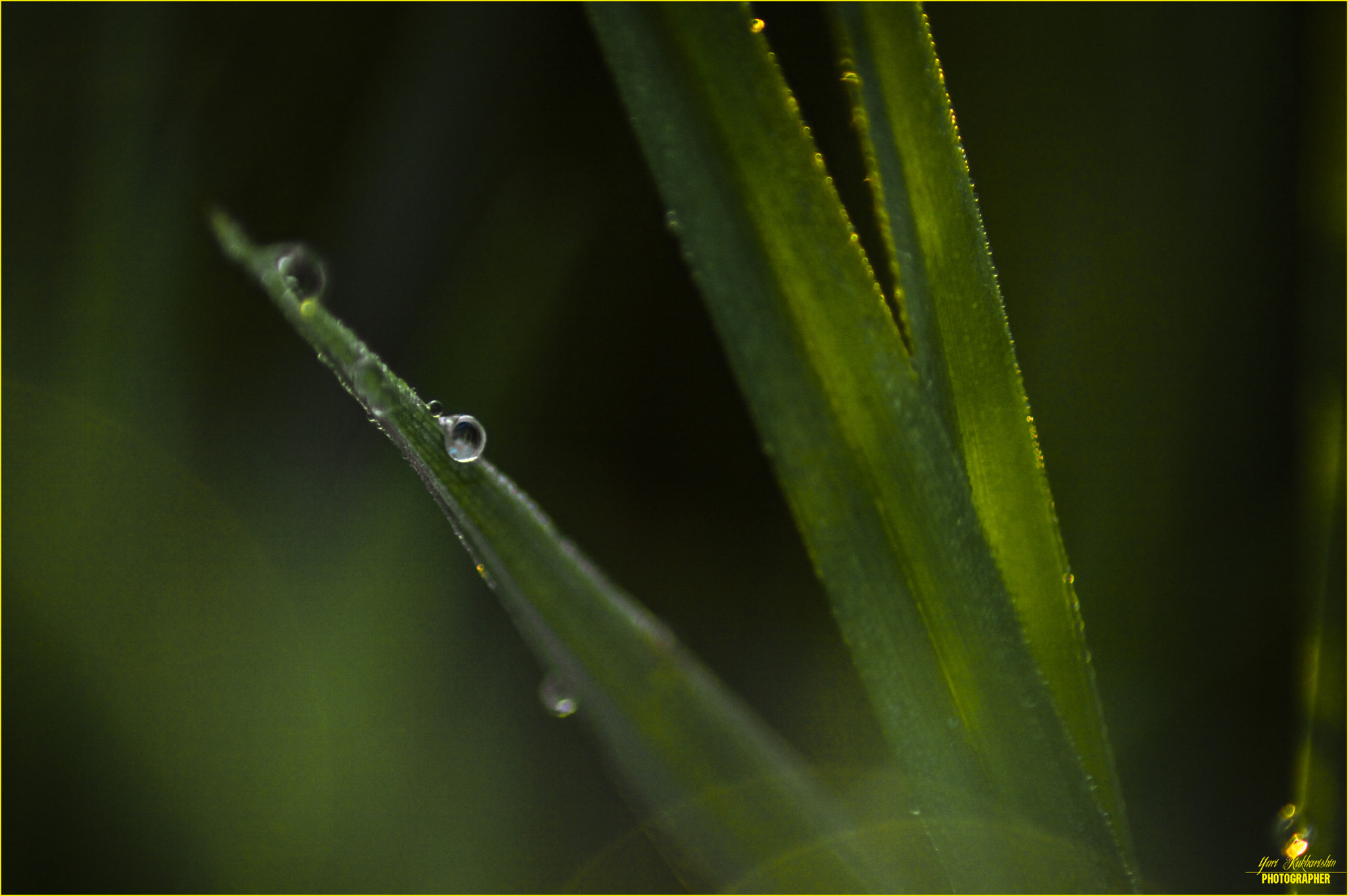 Nikon D3200 sample photo. Утро... Роса... photography