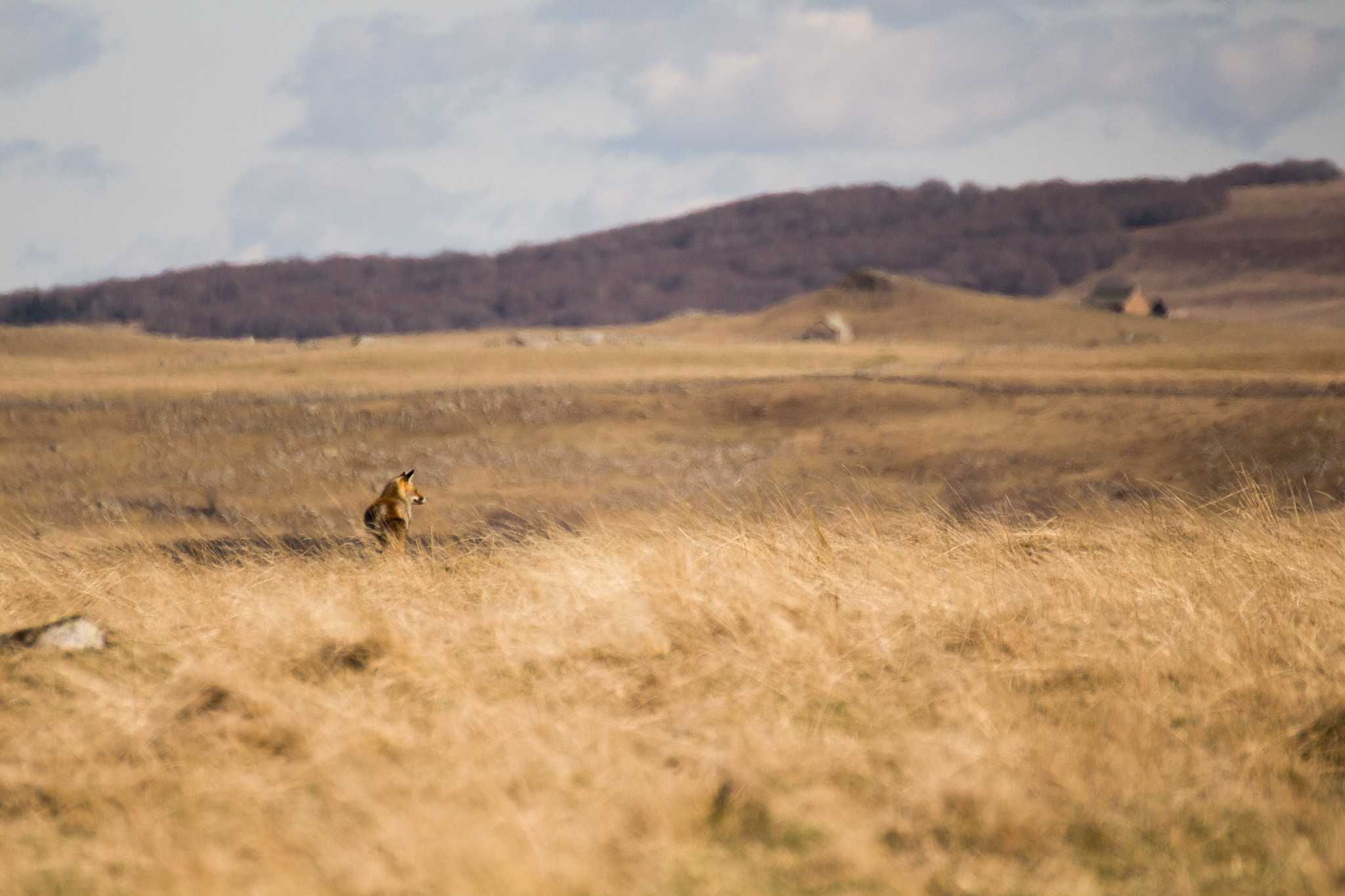 Canon EOS 700D (EOS Rebel T5i / EOS Kiss X7i) + Tamron SP 35mm F1.8 Di VC USD sample photo. Renard de l'aubrac photography