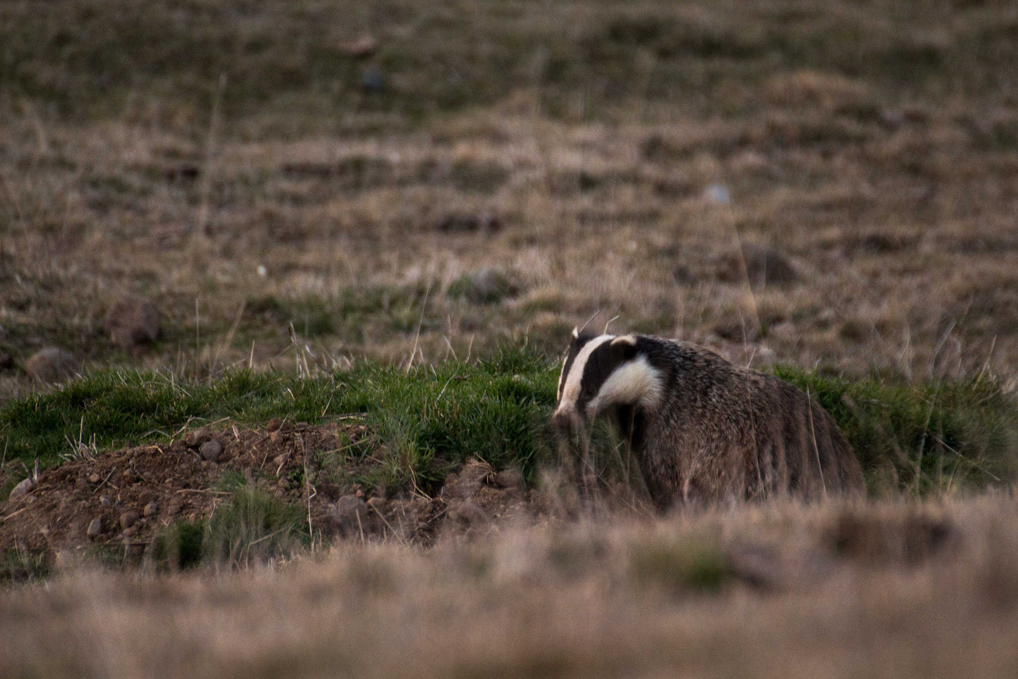 Canon EOS 700D (EOS Rebel T5i / EOS Kiss X7i) + Tamron SP 35mm F1.8 Di VC USD sample photo. Blaireau de l'aubrac photography