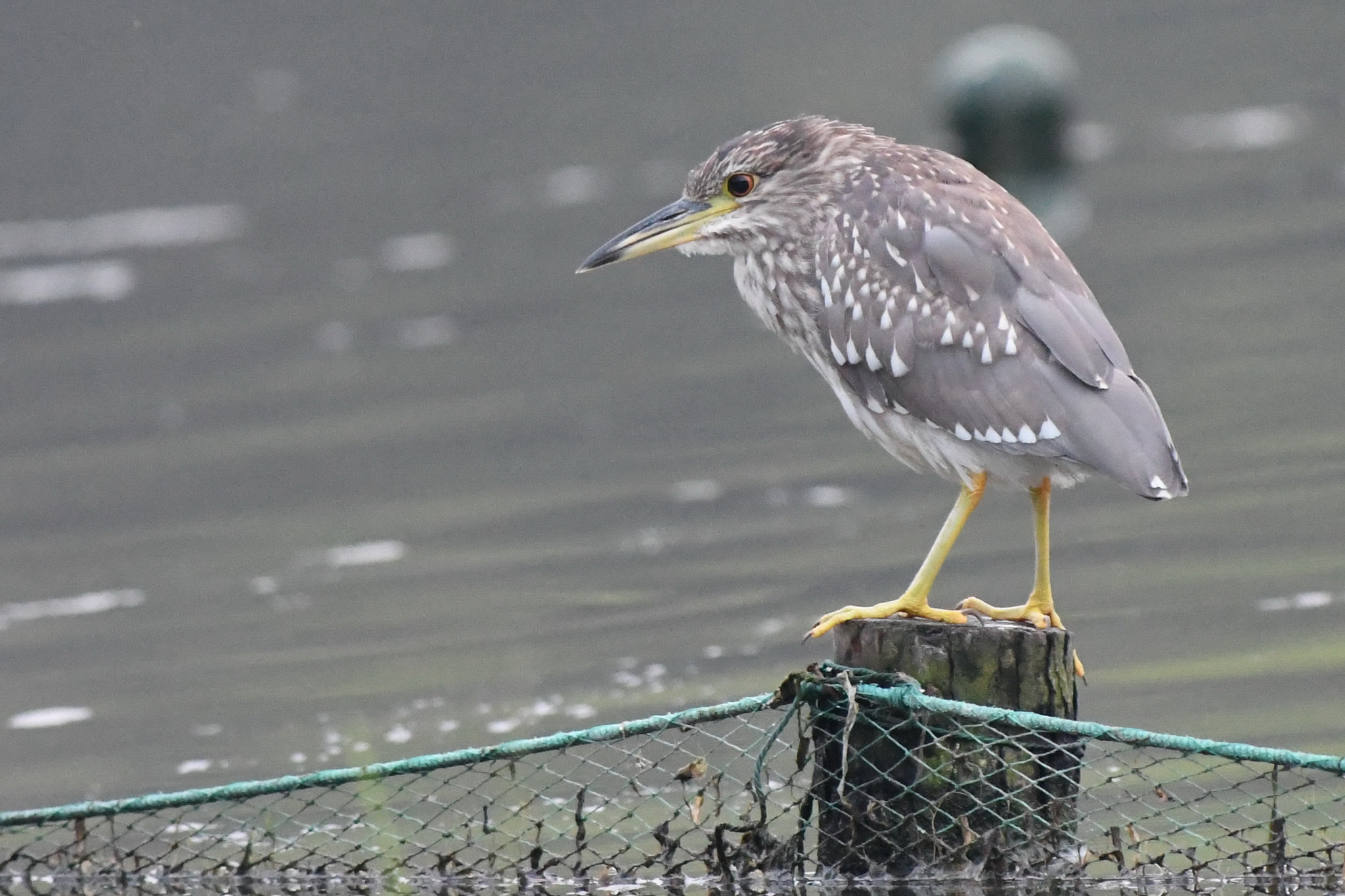 Nikon AF-S Nikkor 300mm F2.8G ED-IF VR sample photo.   photography