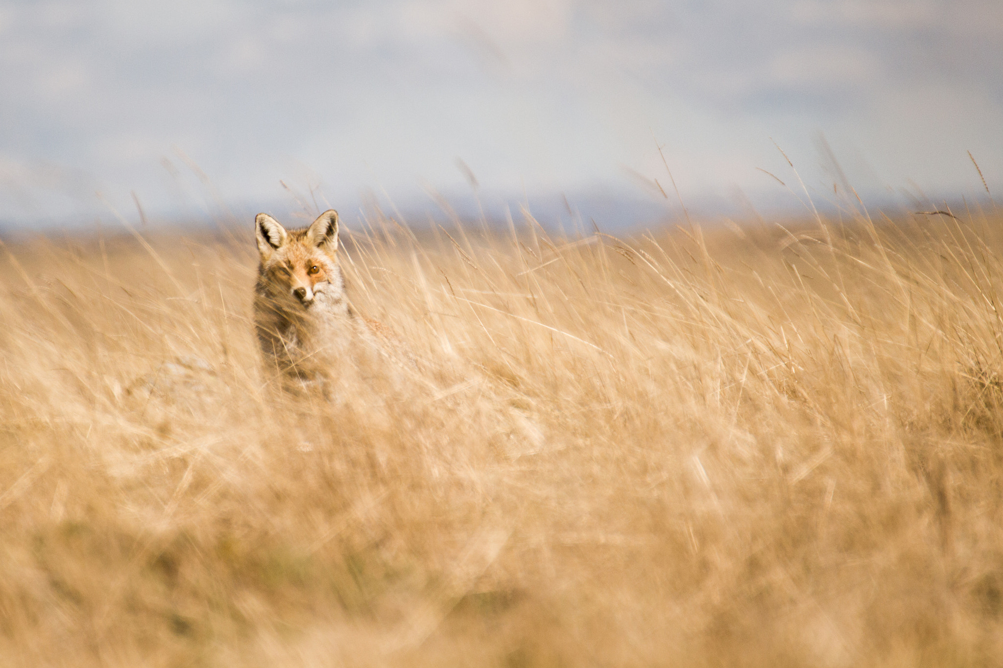 Tamron SP 35mm F1.8 Di VC USD sample photo. Renard de l'aubrac photography