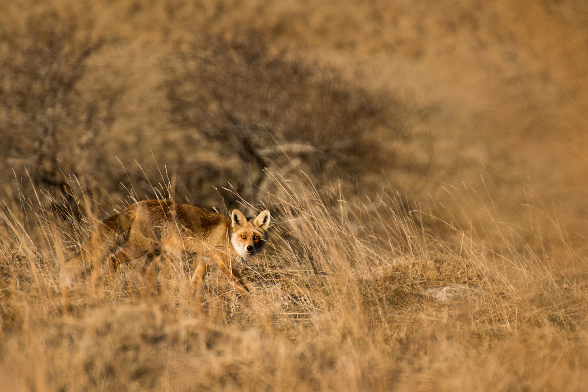 Tamron SP 35mm F1.8 Di VC USD sample photo. Renard de l'aubrac photography