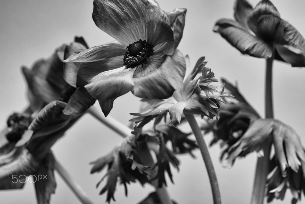 Fujifilm X-T1 + Fujifilm XF 60mm F2.4 R Macro sample photo. Flower dancer photography