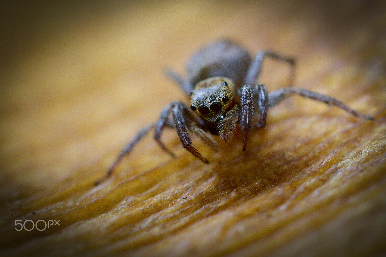 Nikon AF-S Micro-Nikkor 60mm F2.8G ED sample photo. Pequena aranha -little spider photography