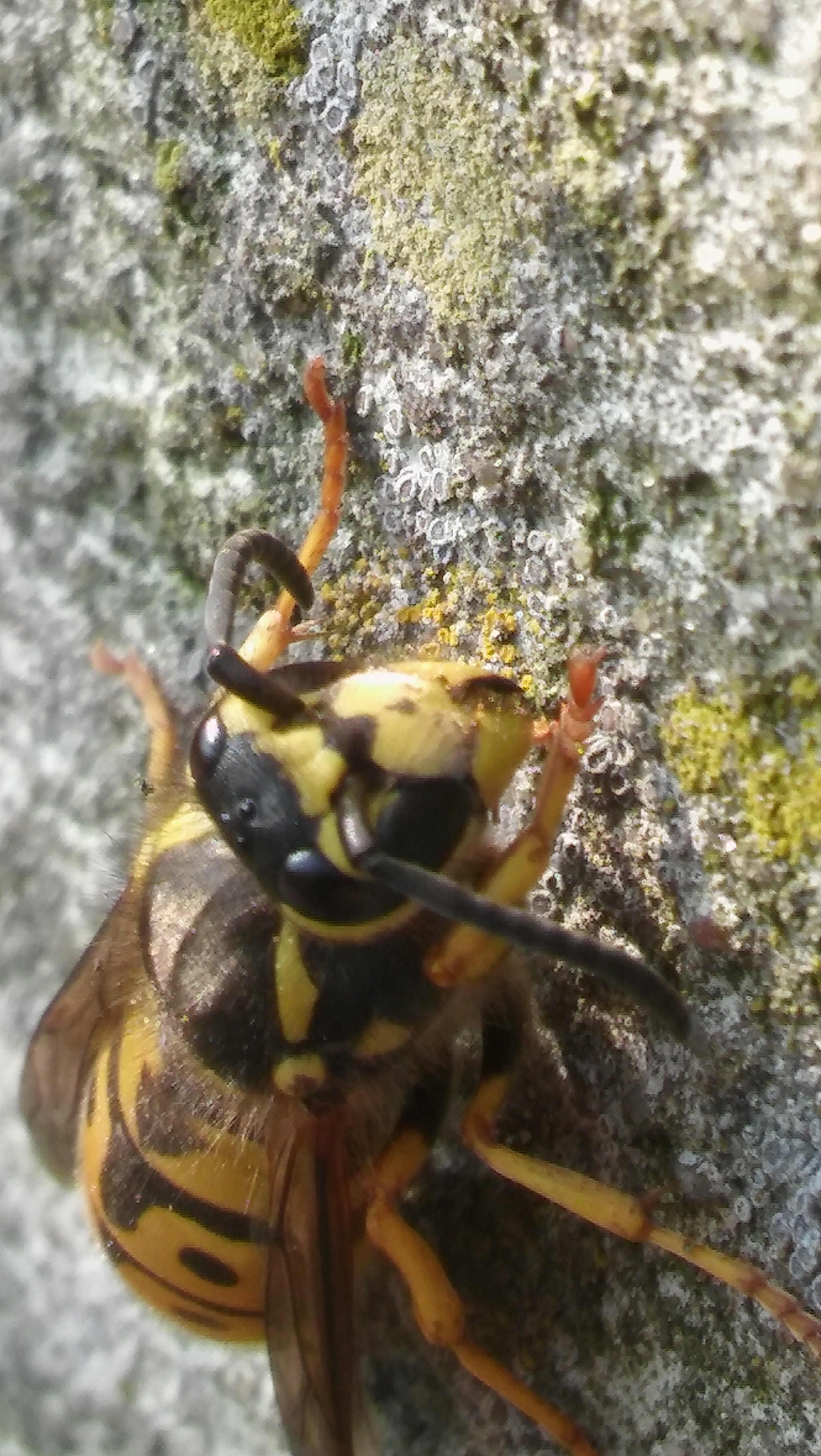 LG G4C sample photo. Wasp  photography