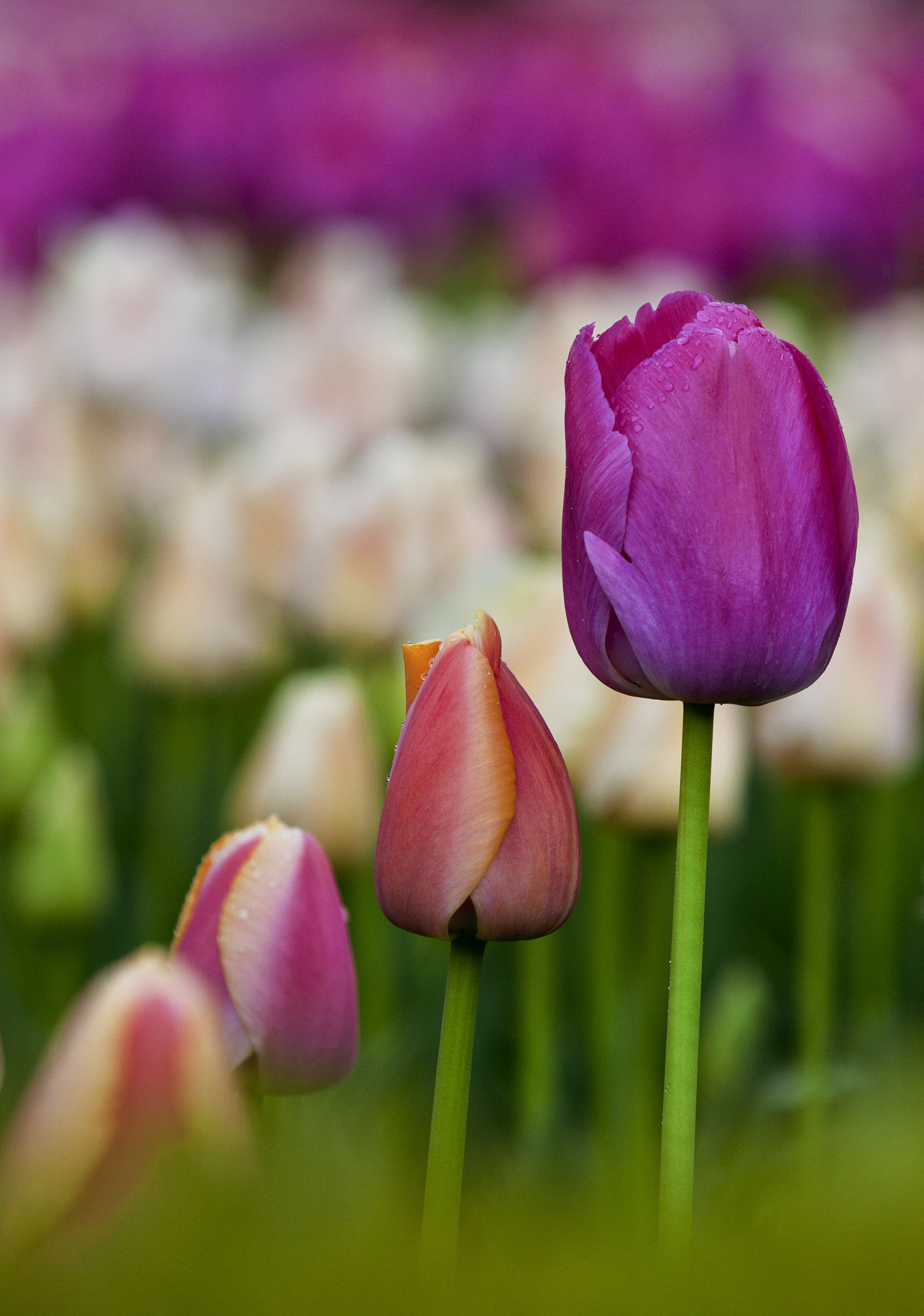 Canon EF 70-200mm F2.8L IS II USM sample photo