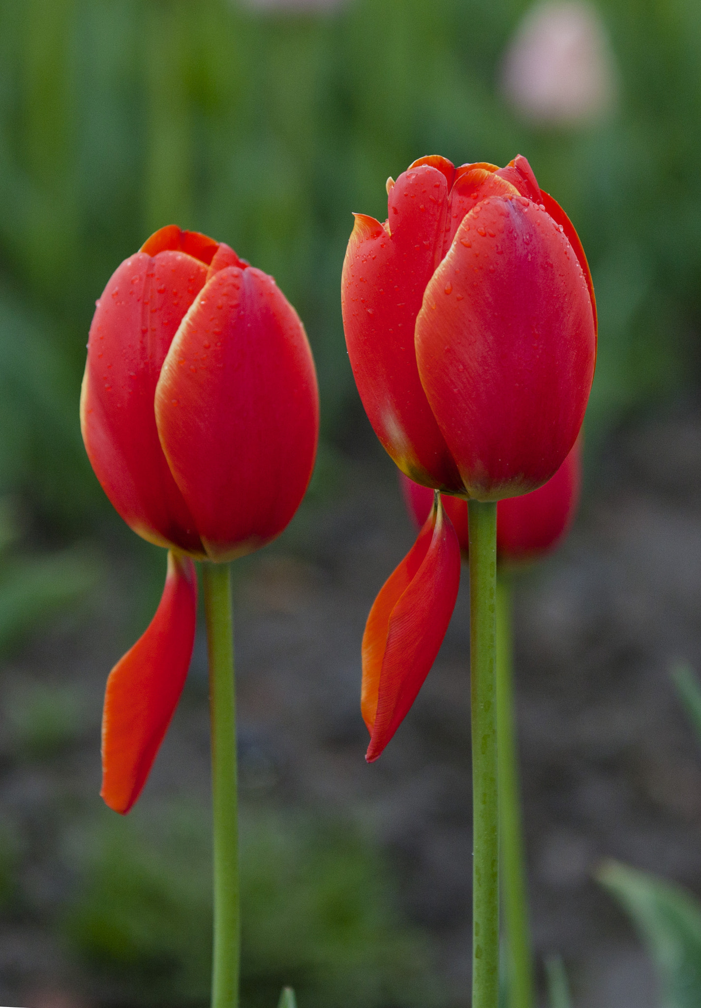 Canon EF 70-200mm F2.8L IS II USM sample photo