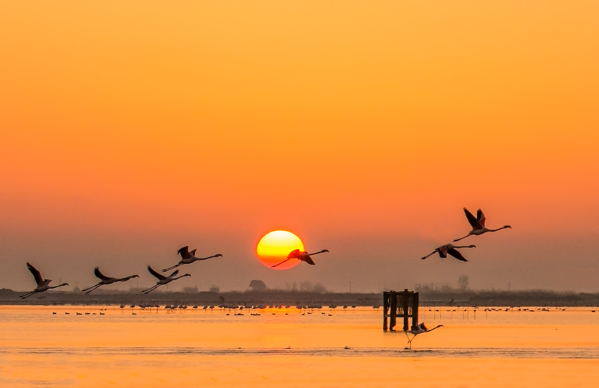 Nikon D7100 + Nikon AF-S Nikkor 70-200mm F2.8G ED VR II sample photo. Flamencs al delta de l'ebre photography