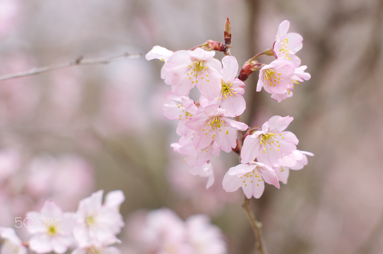 Pentax K-5 IIs sample photo. Feelings of petals photography