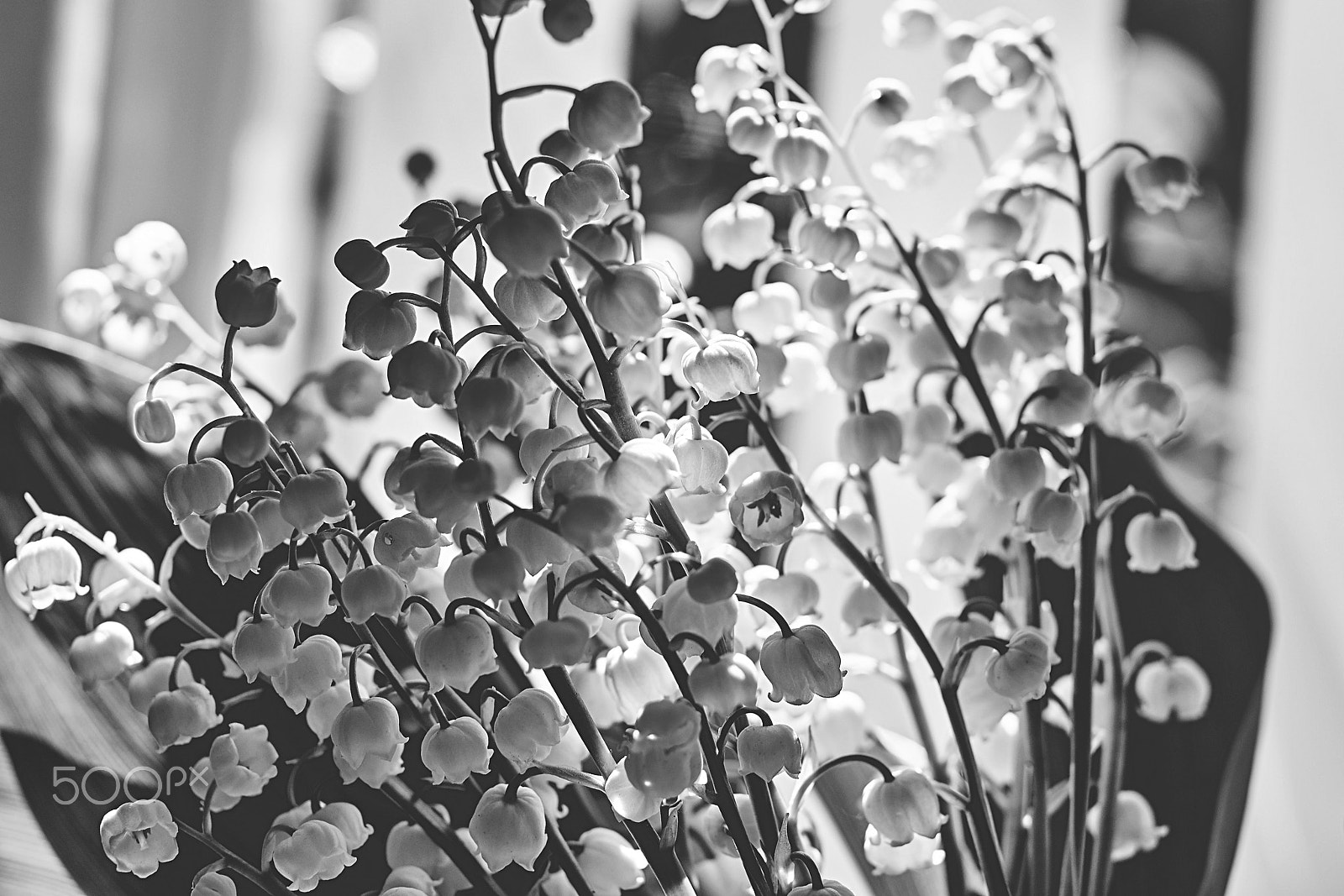 Sony SLT-A57 + Minolta AF 50mm F1.4 [New] sample photo. Lily of the valley photography