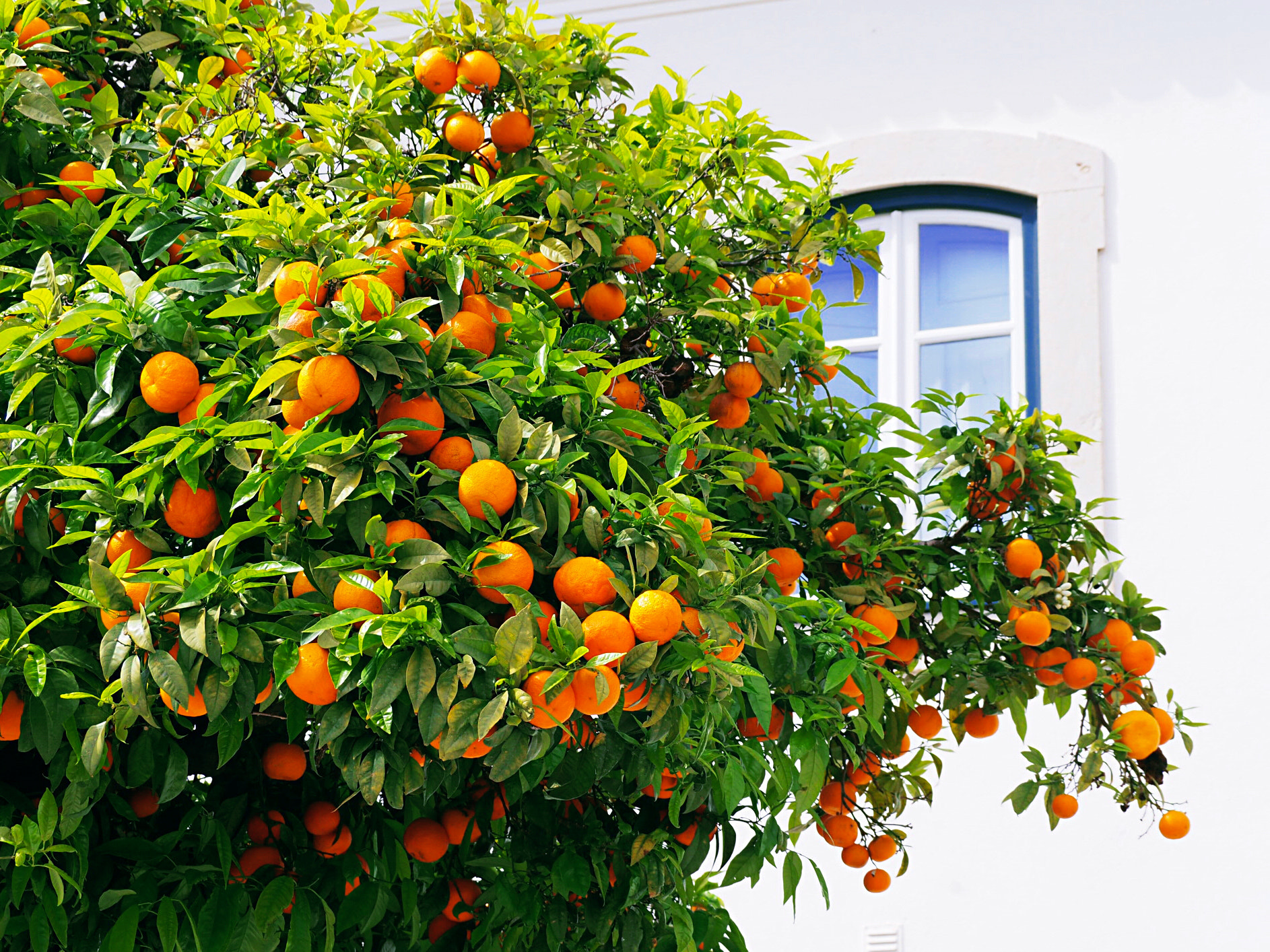 Olympus OM-D E-M10 II sample photo. Orange tree photography