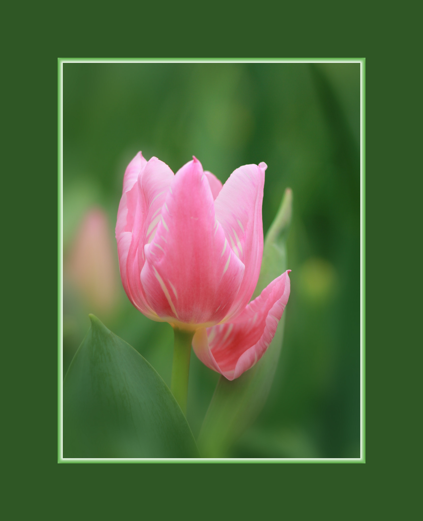 Canon EF 35-80mm f/4-5.6 sample photo. Tulip photography