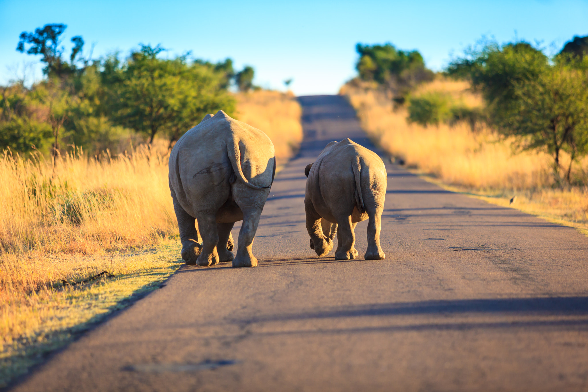Canon EF 70-200mm F2.8L USM sample photo. Pilansberg photography
