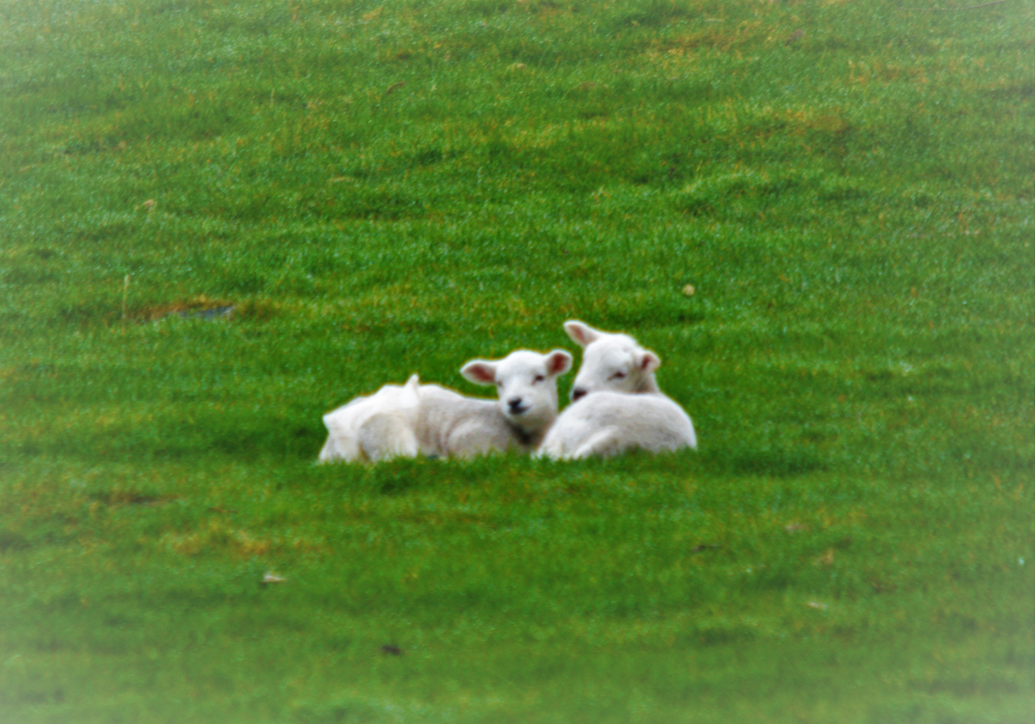Sigma 150-500mm F5-6.3 DG OS HSM sample photo. () photography