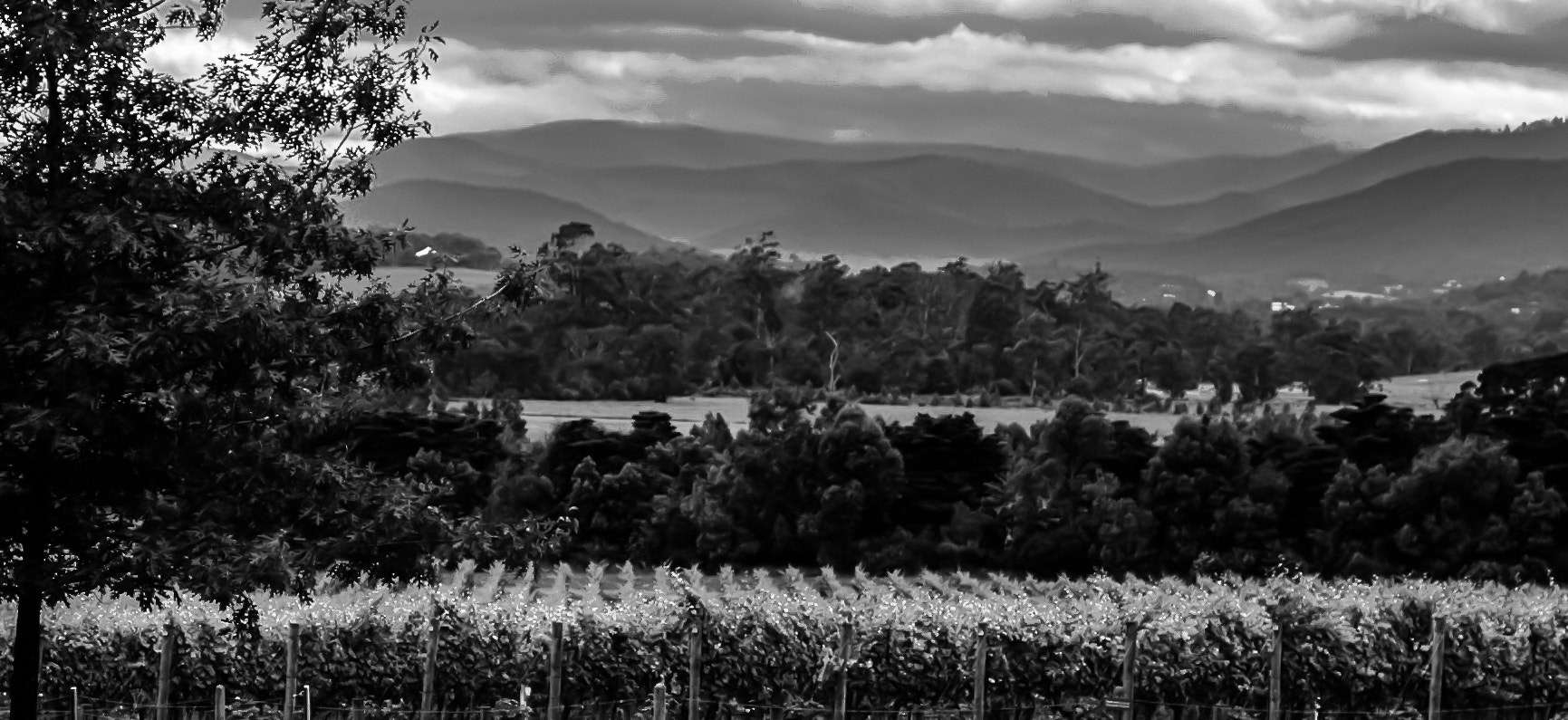 Leica Digilux 3 sample photo. Yarra valley photography