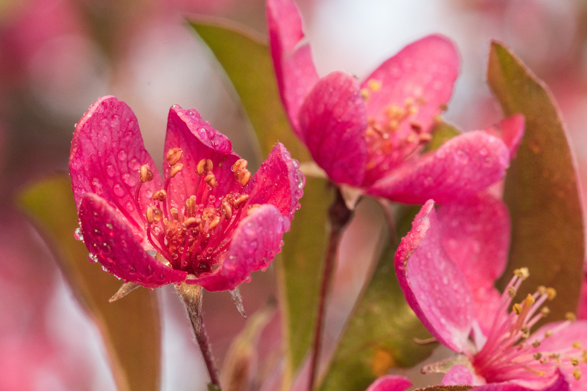 Nikon D500 sample photo. Petals and droplets photography
