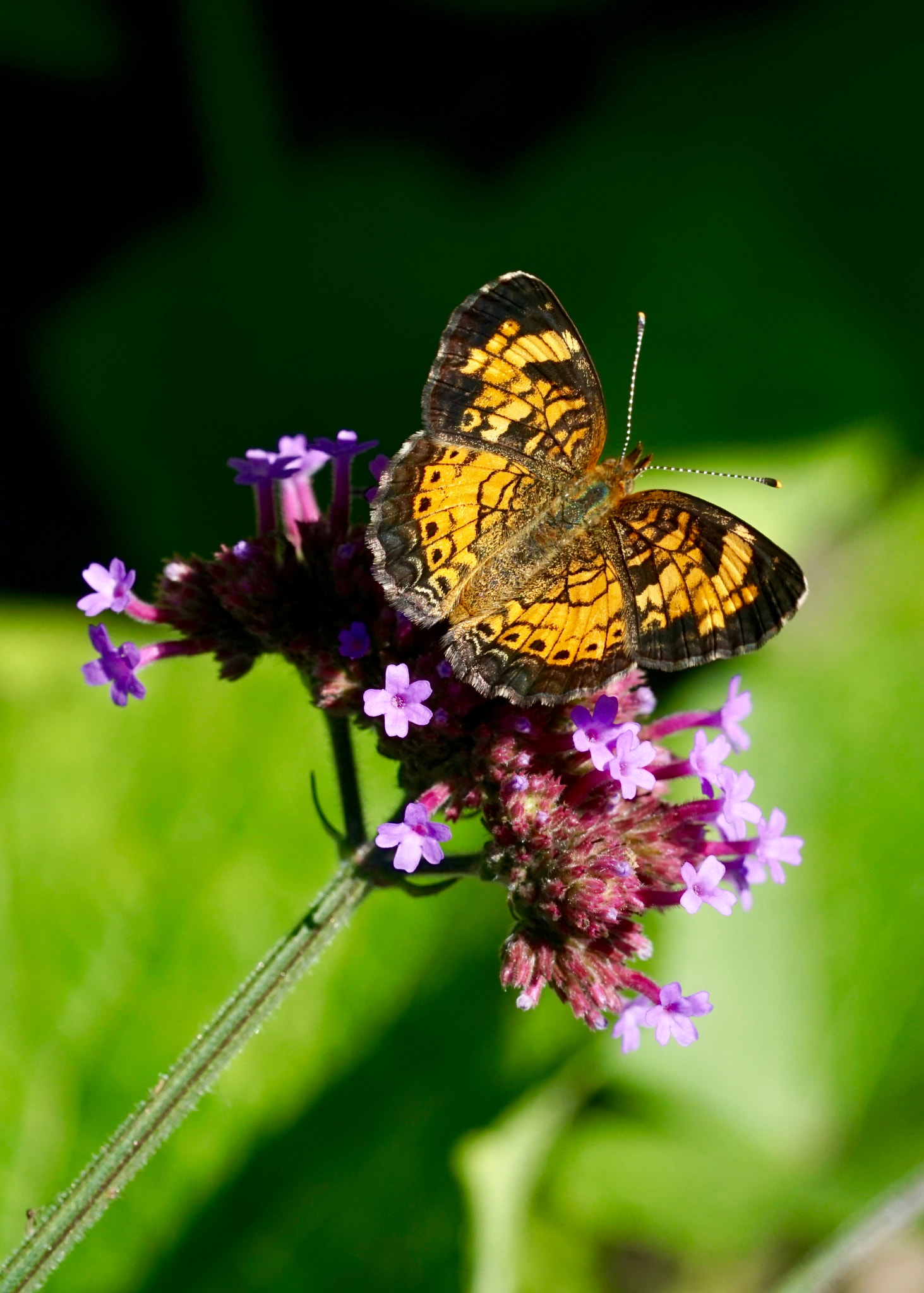 Sony FE 90mm F2.8 Macro G OSS sample photo. Pearl crescent photography