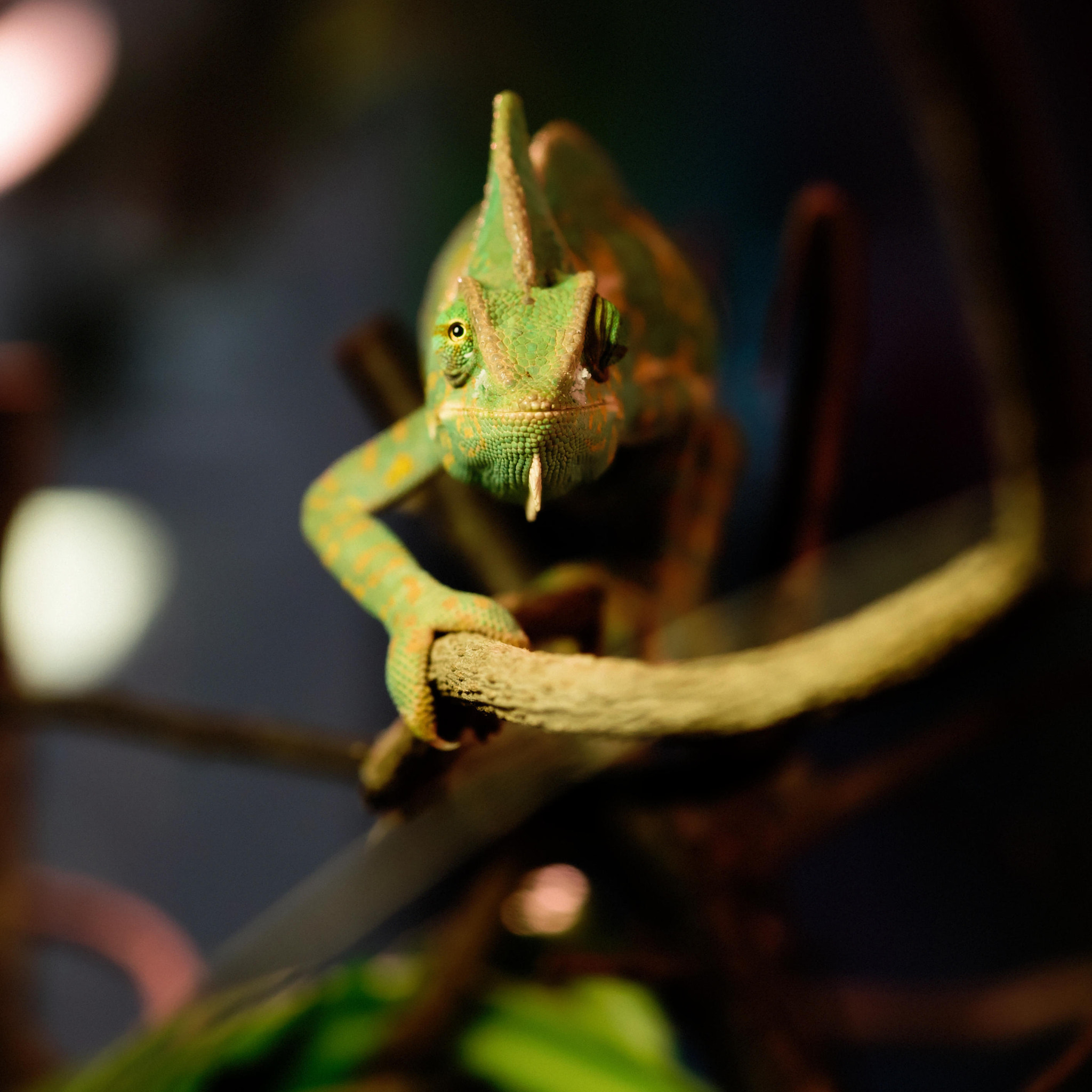 Sony a7S + Sony FE 90mm F2.8 Macro G OSS sample photo. いしかわ動物園 photography