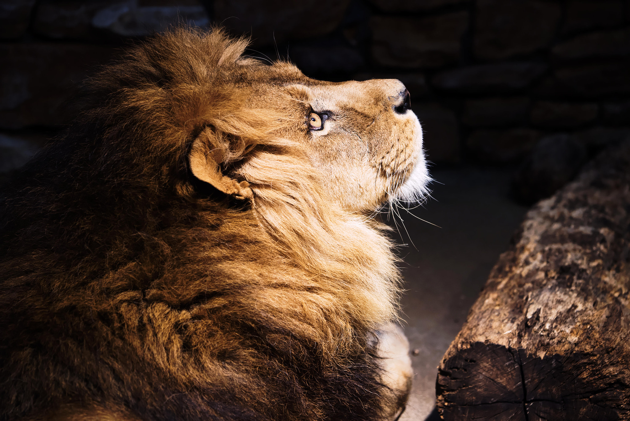 Sony a7S + Sony FE 90mm F2.8 Macro G OSS sample photo. いしかわ動物園 photography