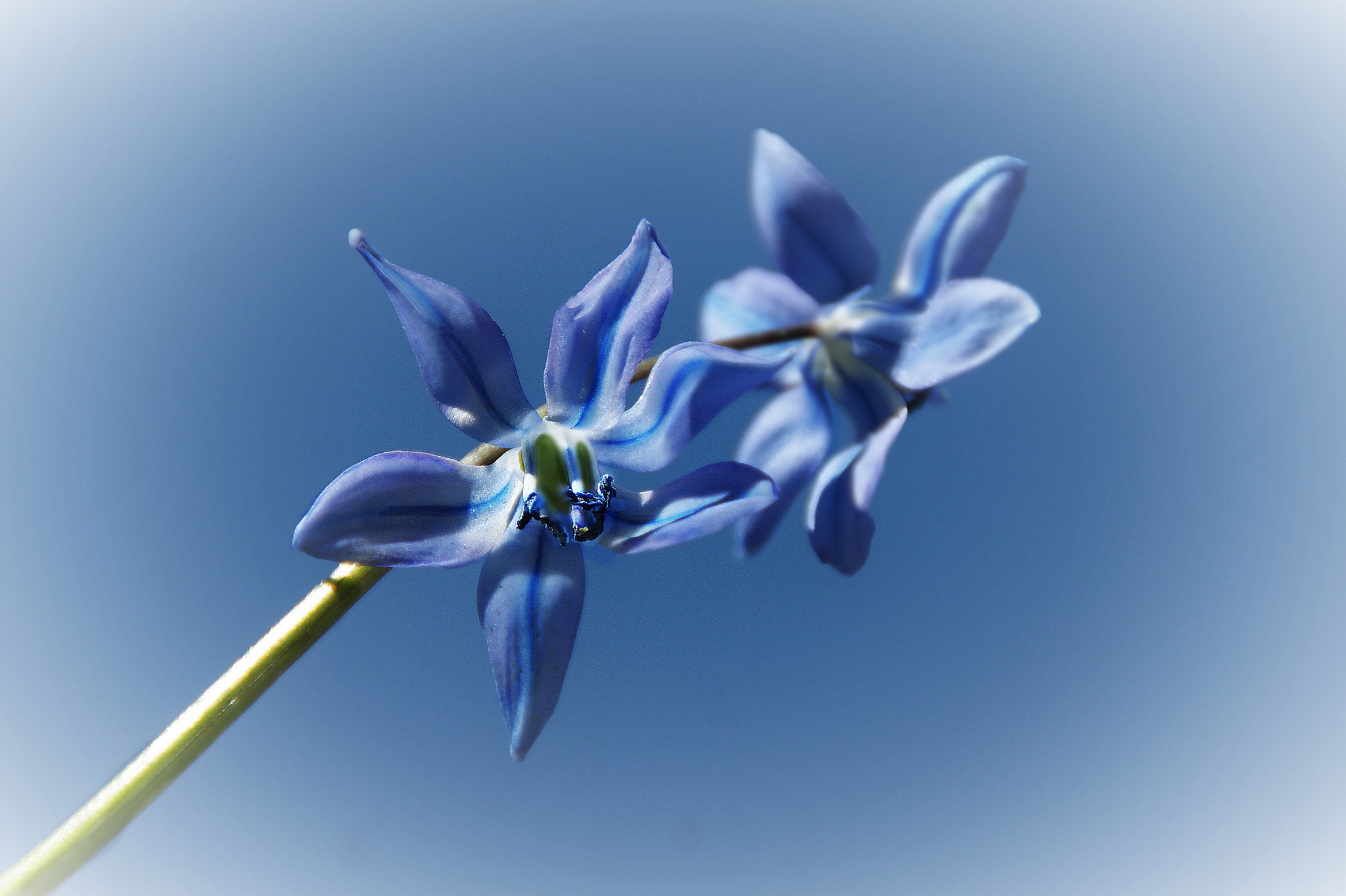 Sony DT 18-200mm F3.5-6.3 sample photo. Blue photography