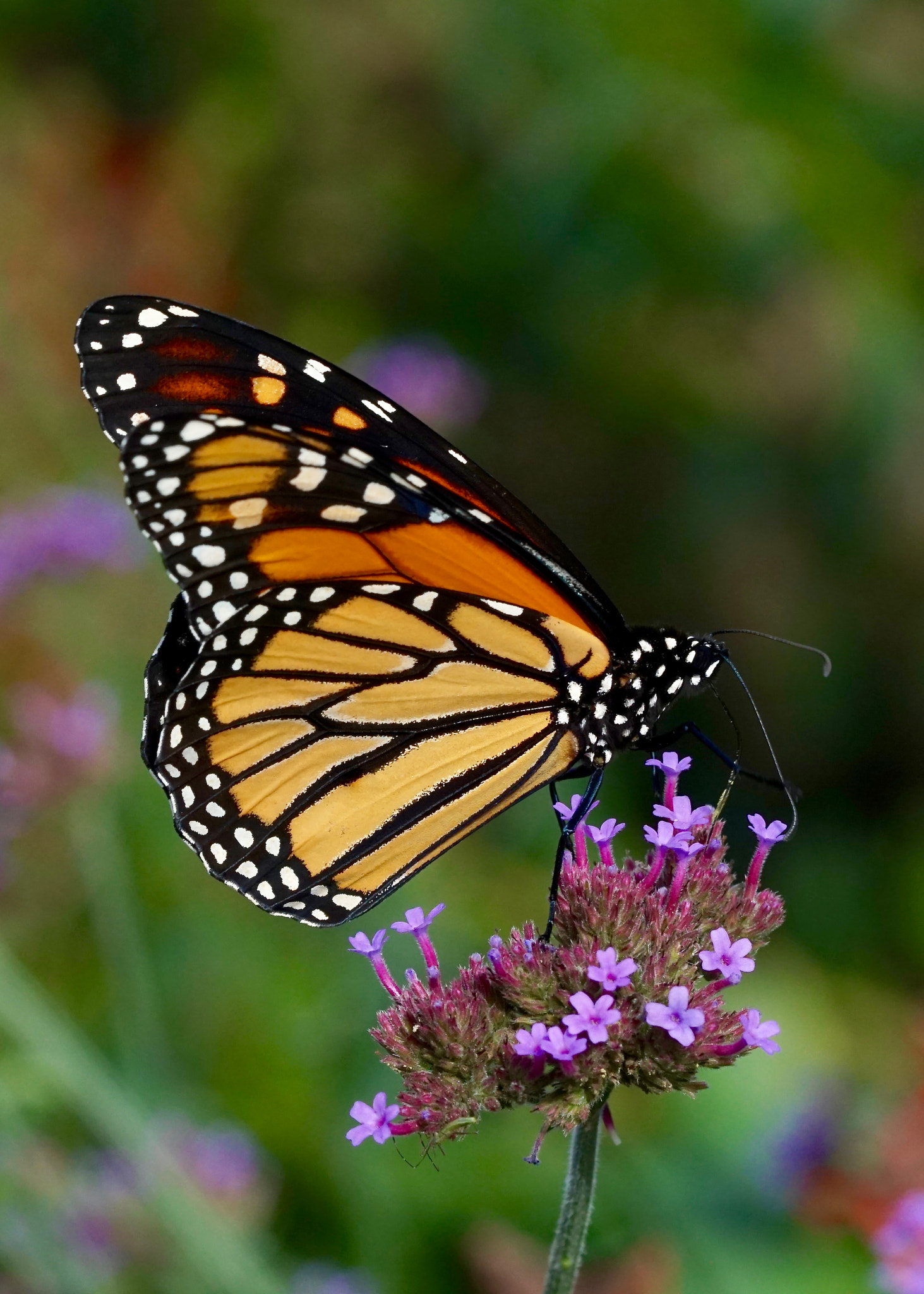 Sony FE 90mm F2.8 Macro G OSS sample photo. Monarch photography