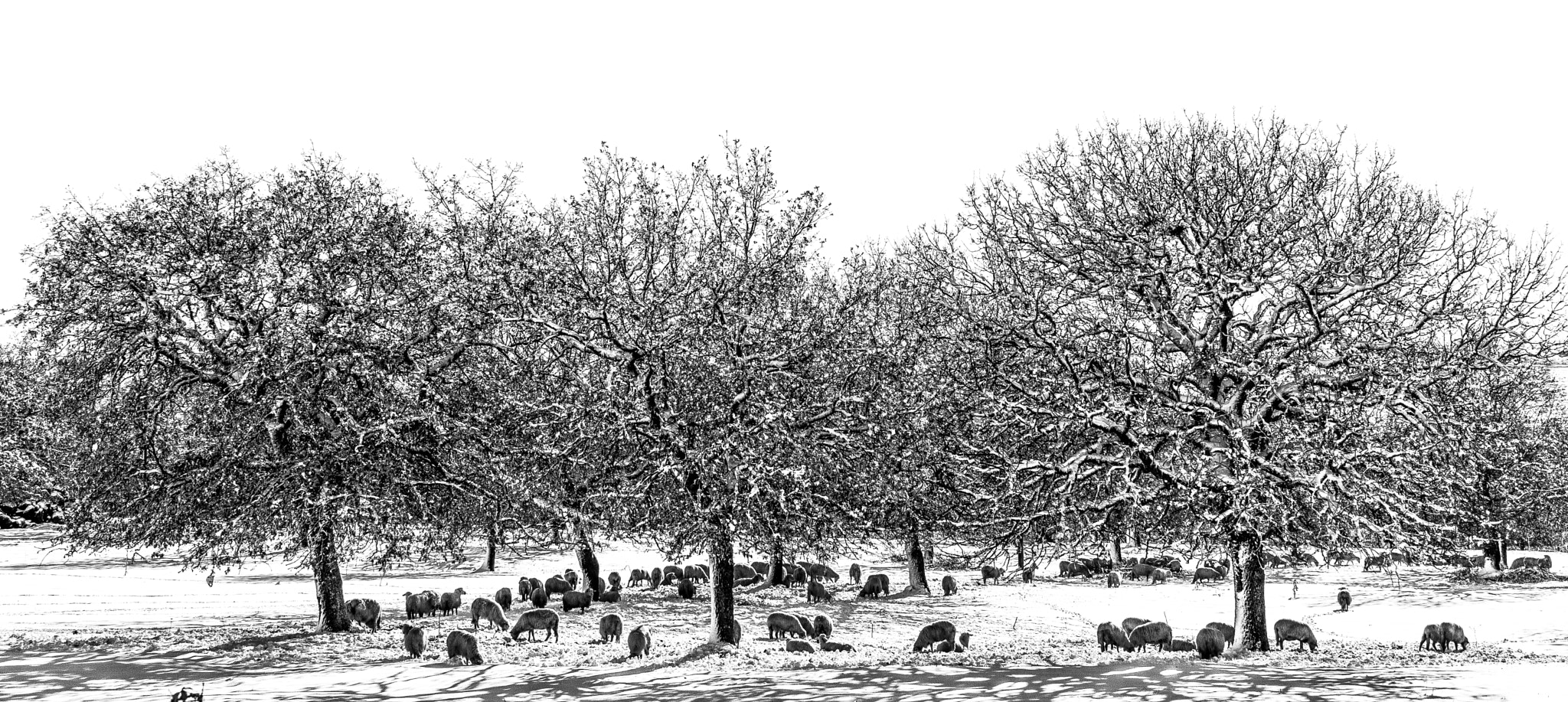 Nikon D800 sample photo. Tre trees photography