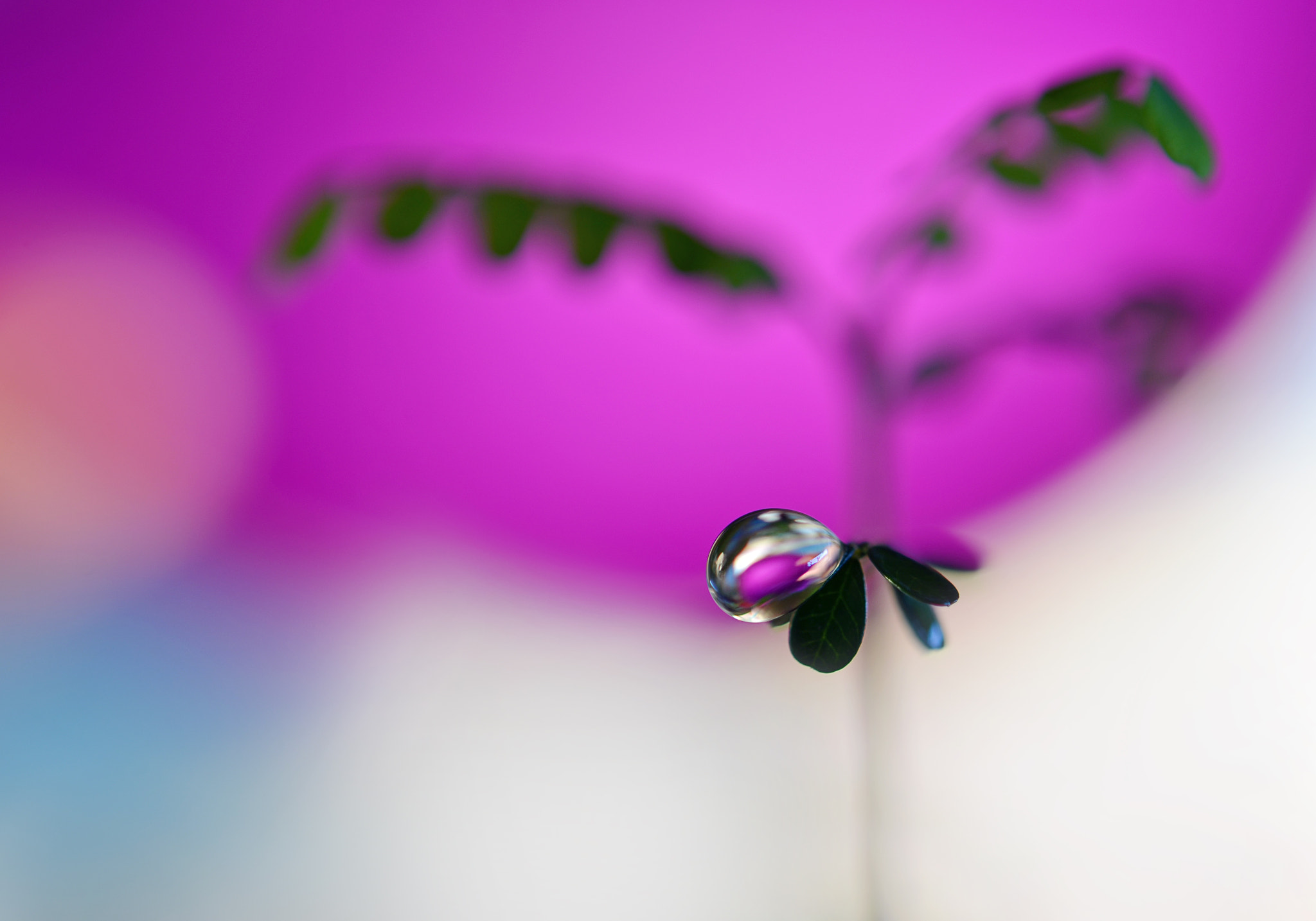 Nikon AF-S Micro-Nikkor 60mm F2.8G ED sample photo. Pink intense photography