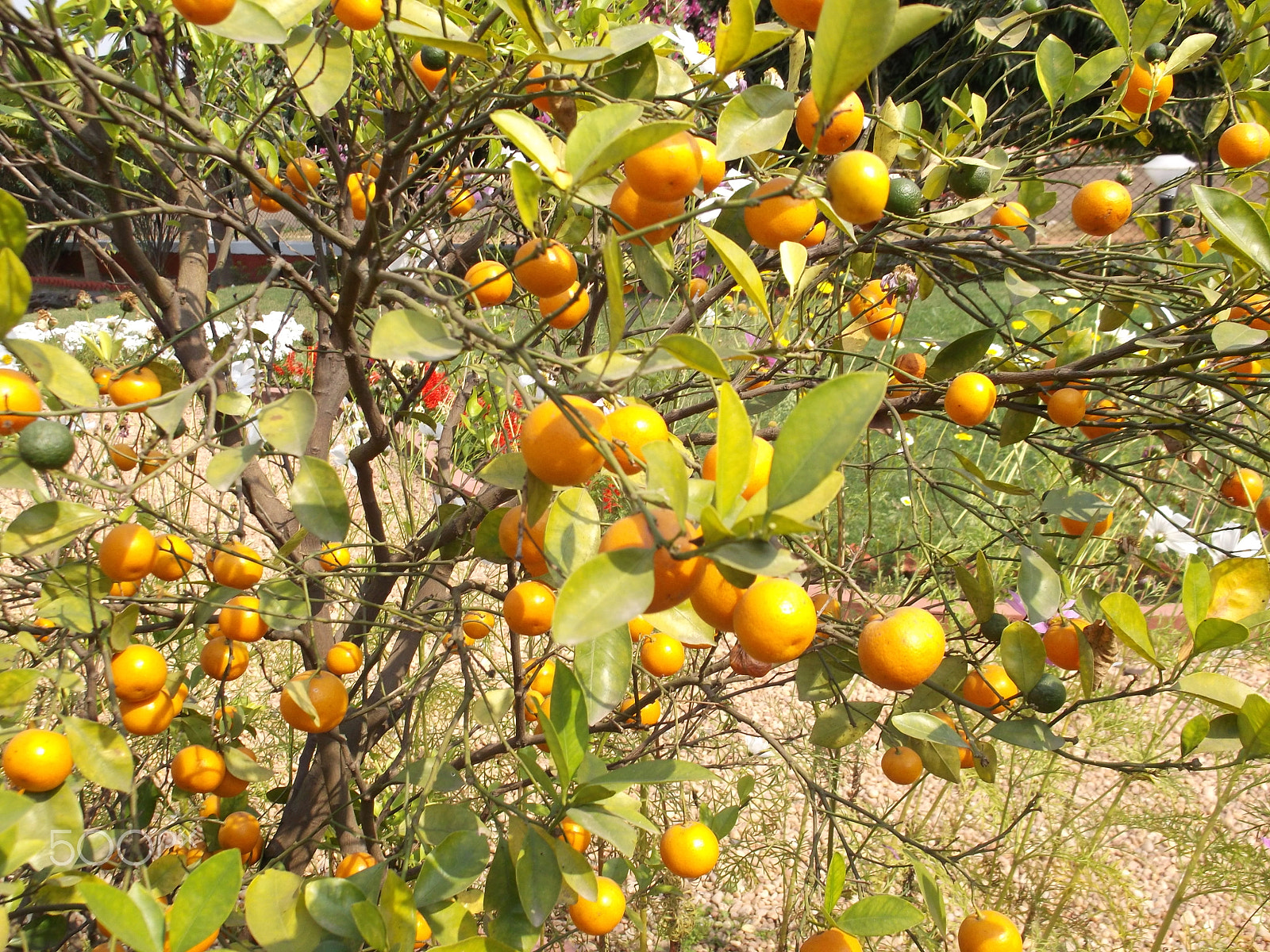 Fujifilm FinePix AX500 sample photo. Fresh oranges hanging from tree photography
