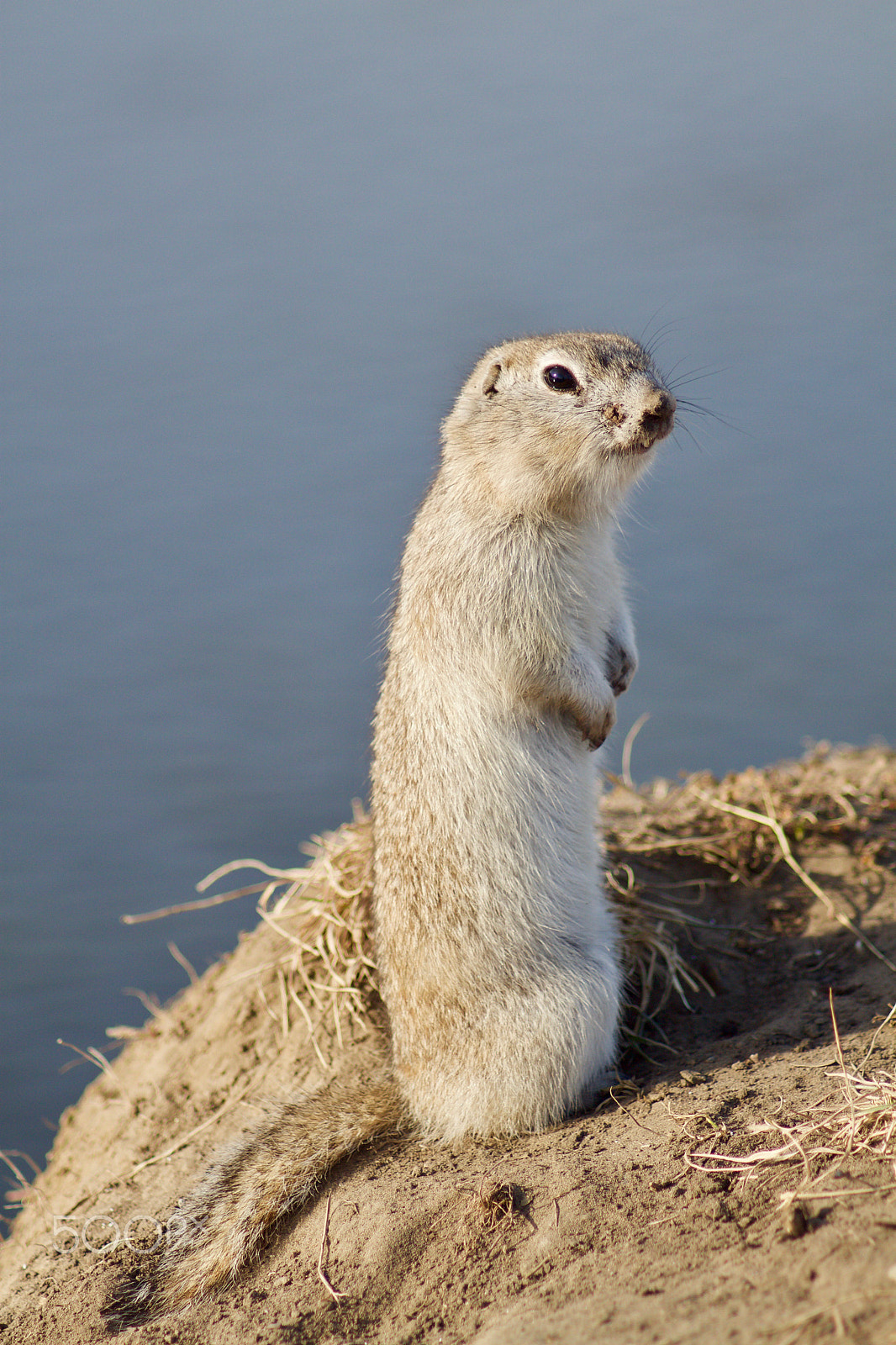 Canon EOS 500D (EOS Rebel T1i / EOS Kiss X3) sample photo. Ground squirrel photography